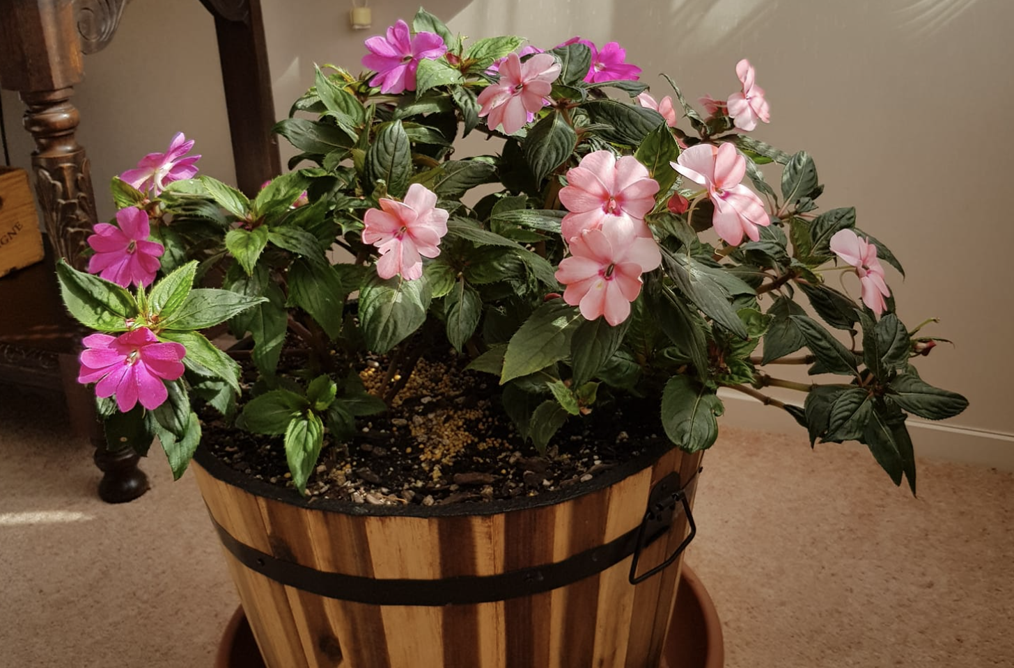 SunPatiens in pot