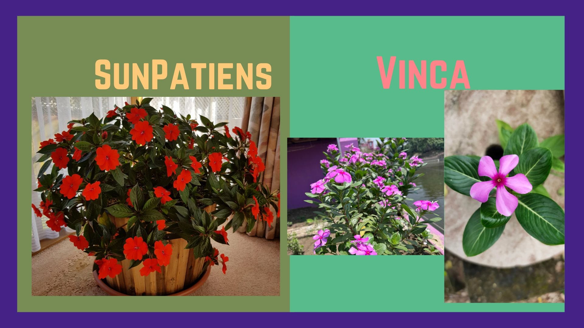 SunPatiens vs Vinca