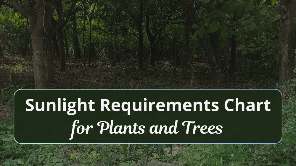 Sunlight Requirements Chart for Plants and Trees