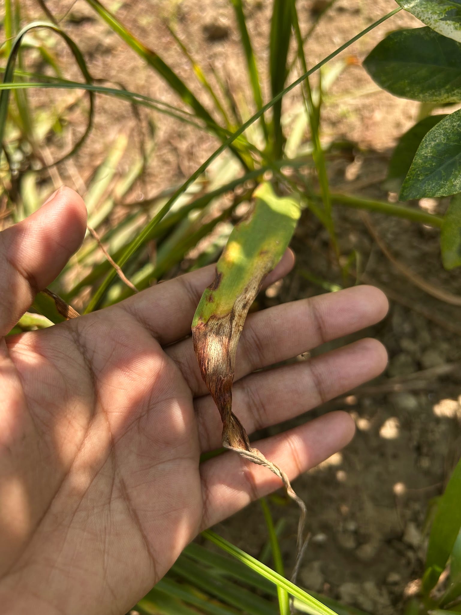 Tuberose brown leaf