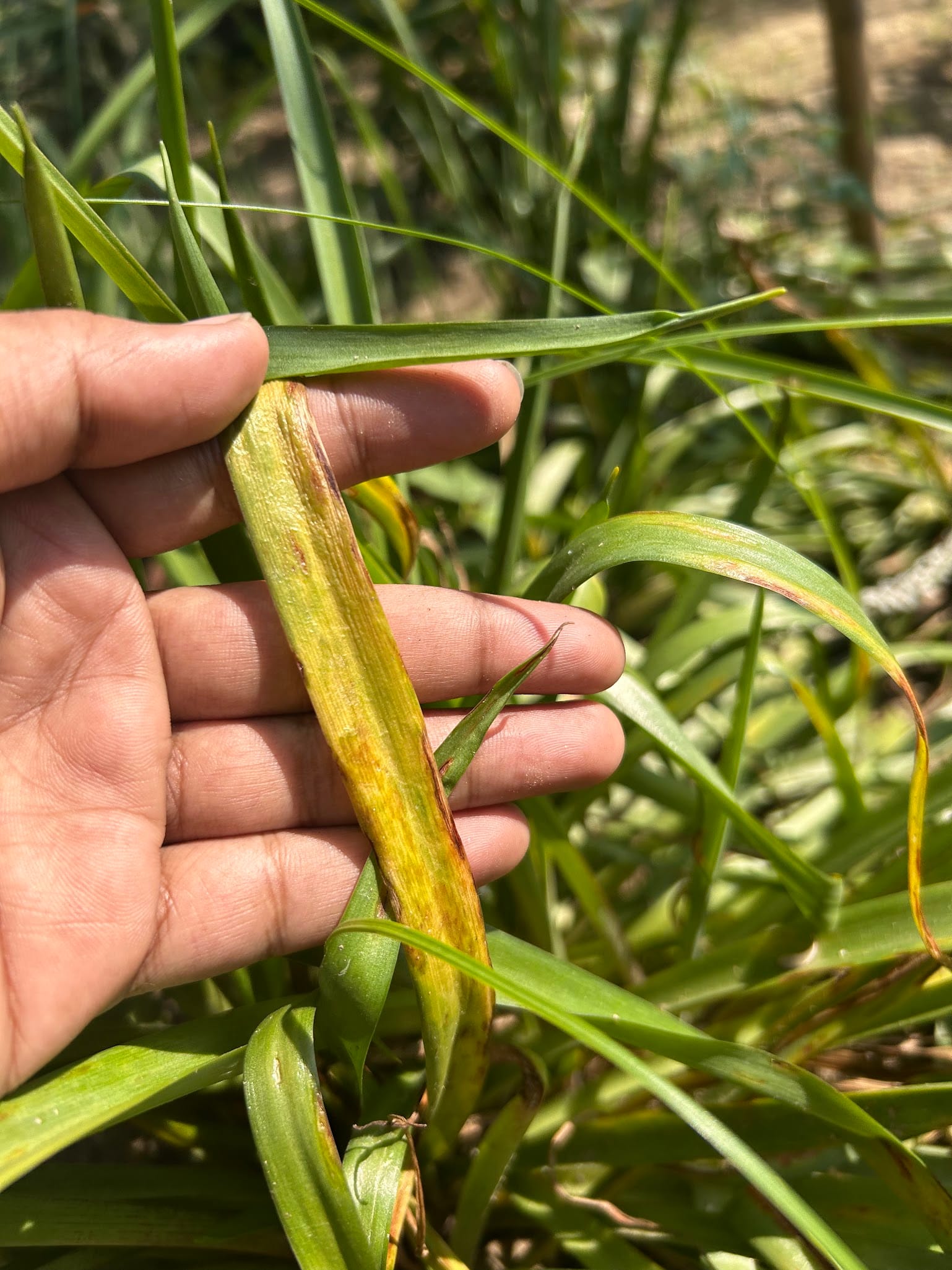 Tuberose leaf rot