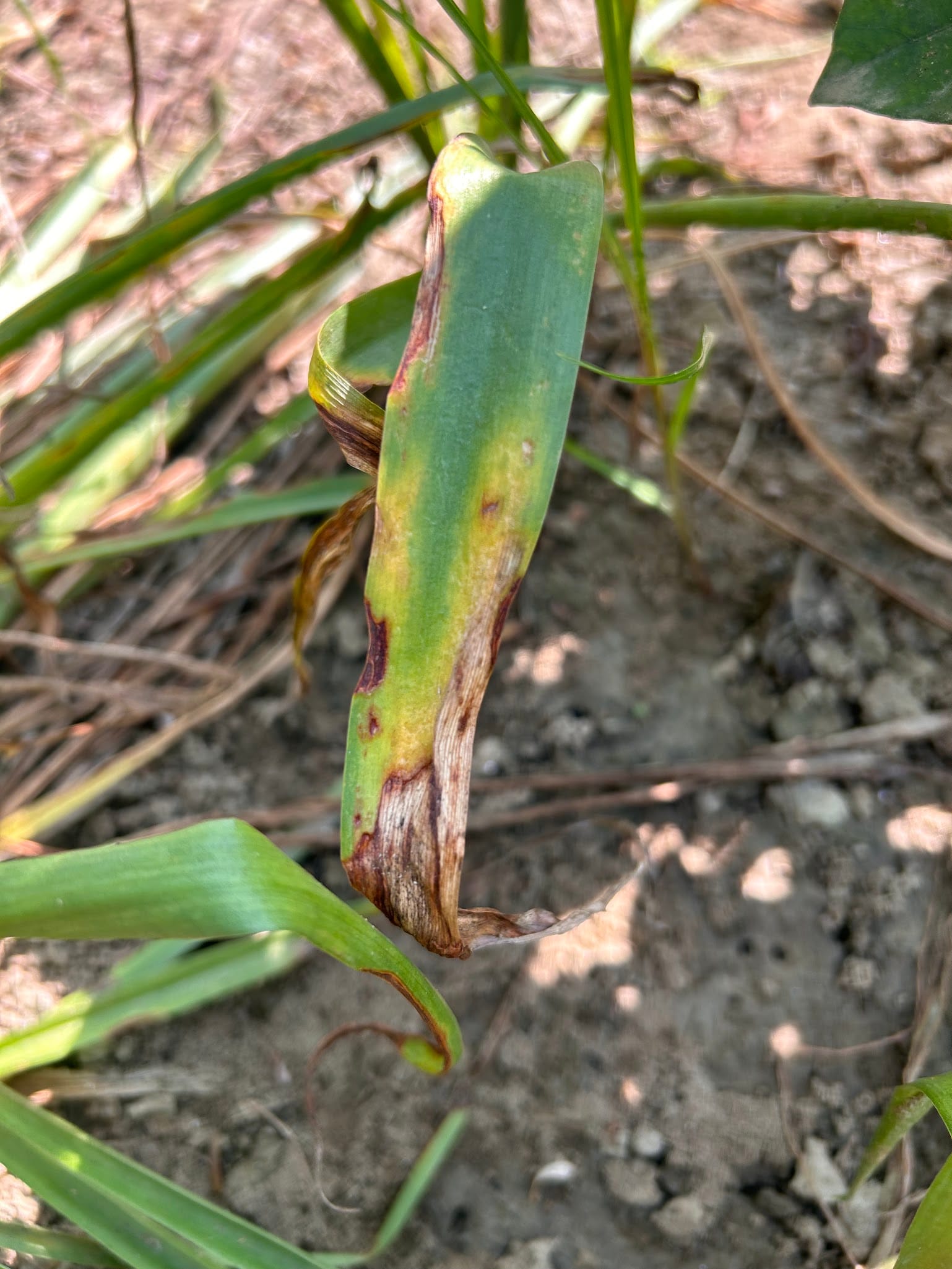 Tuberose leaf turning brown and dry