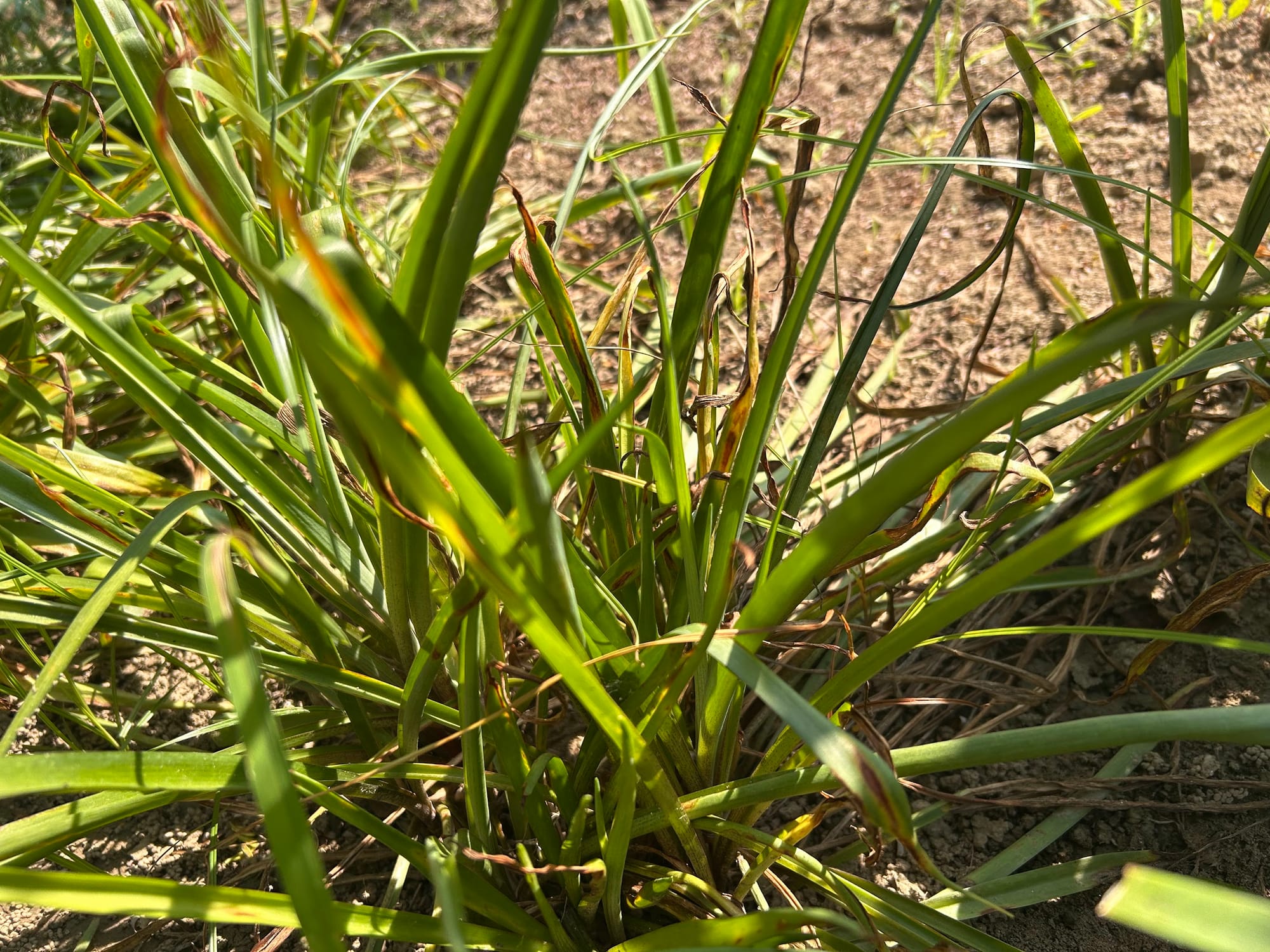 Unhealthy tuberose leaves