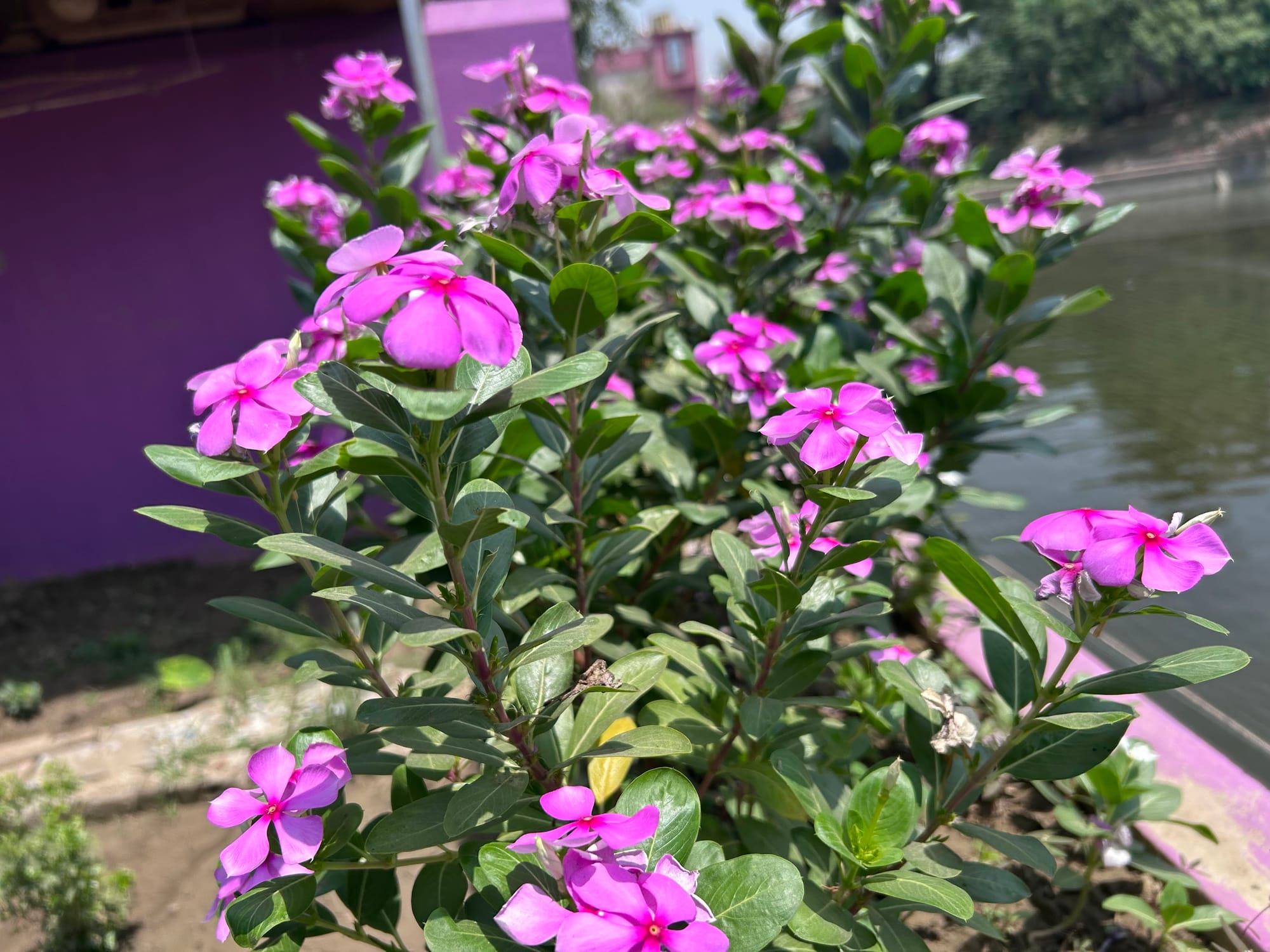 Vinca Flowers