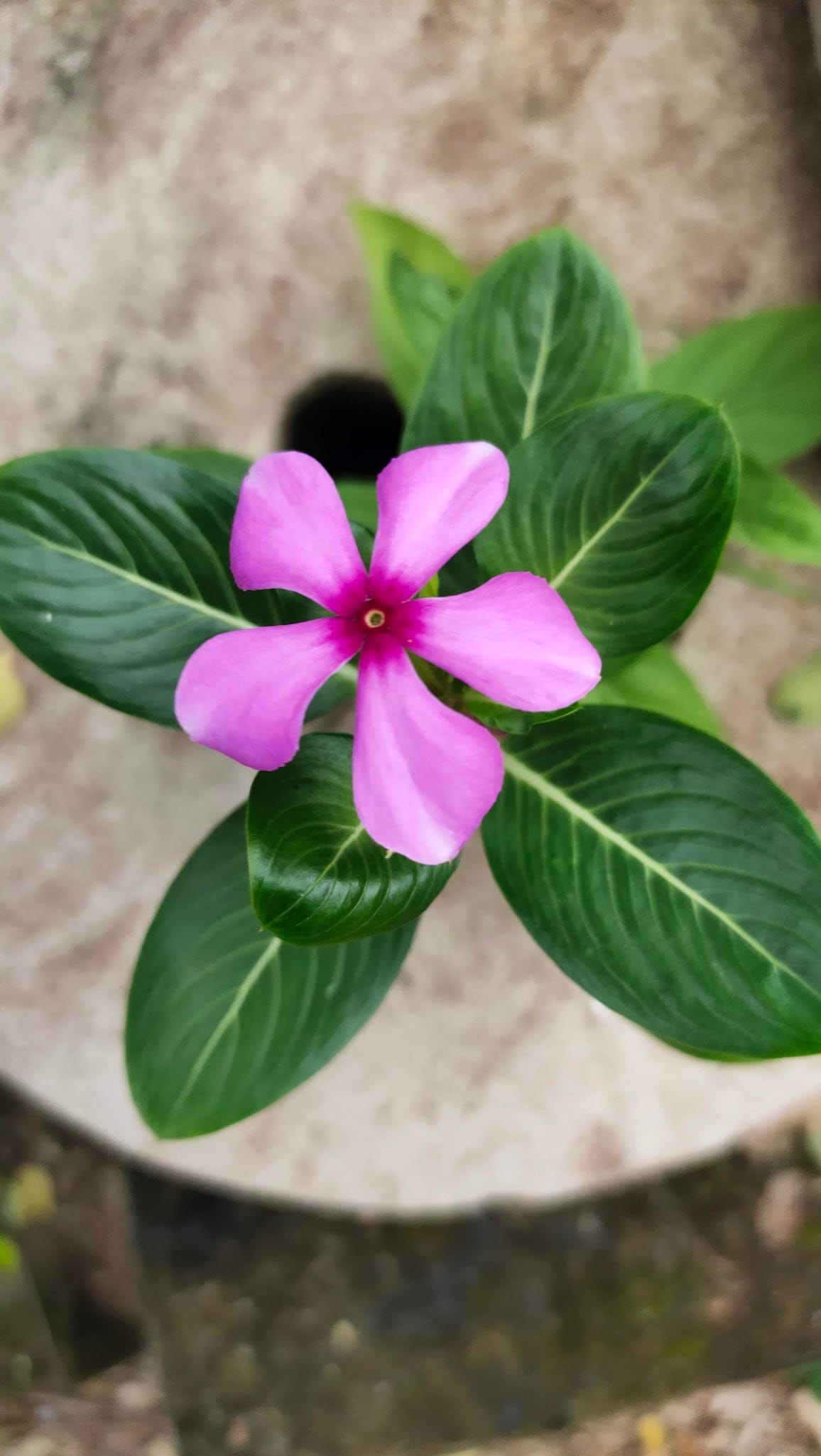 Vinca Plant