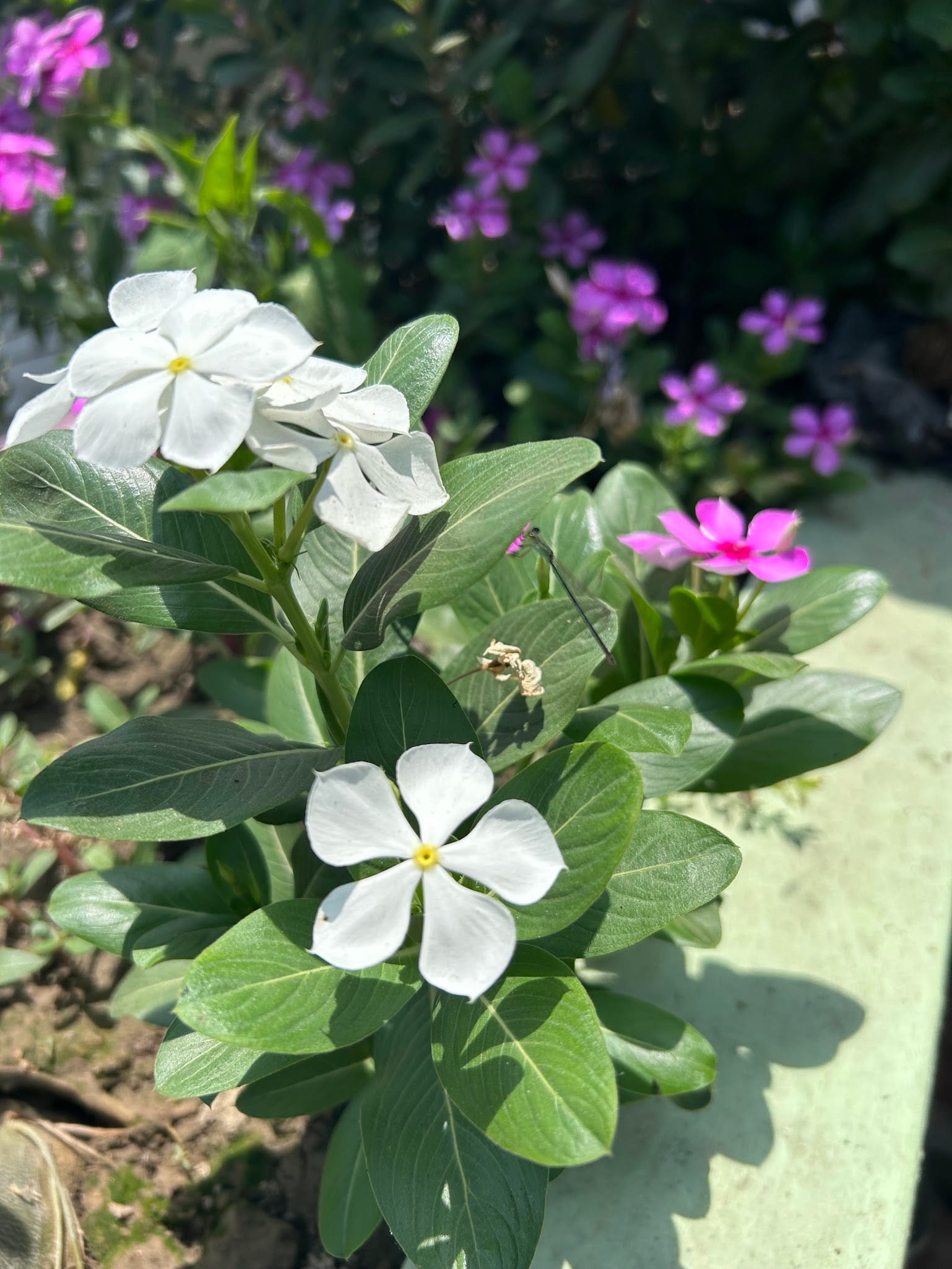 White Vinca