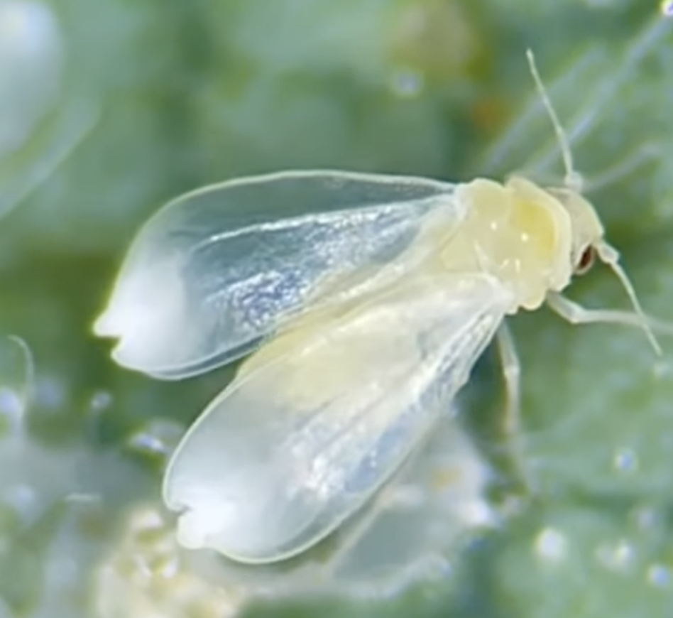 Whitefly