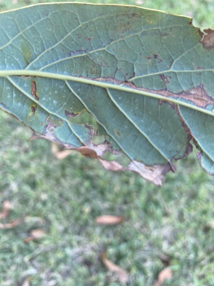 Avocado leaf parts are drying up and browning