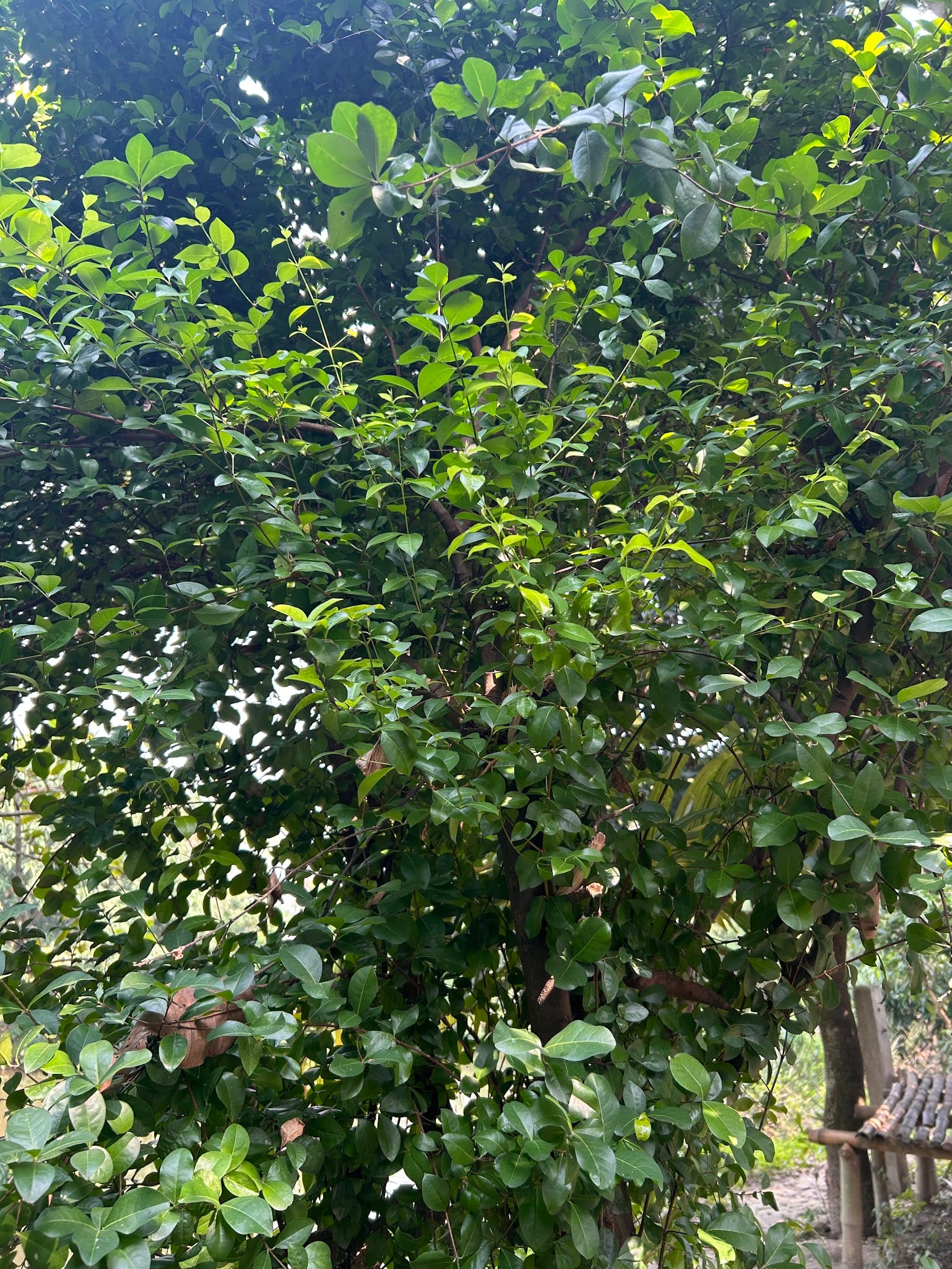 Barbados cherry tree