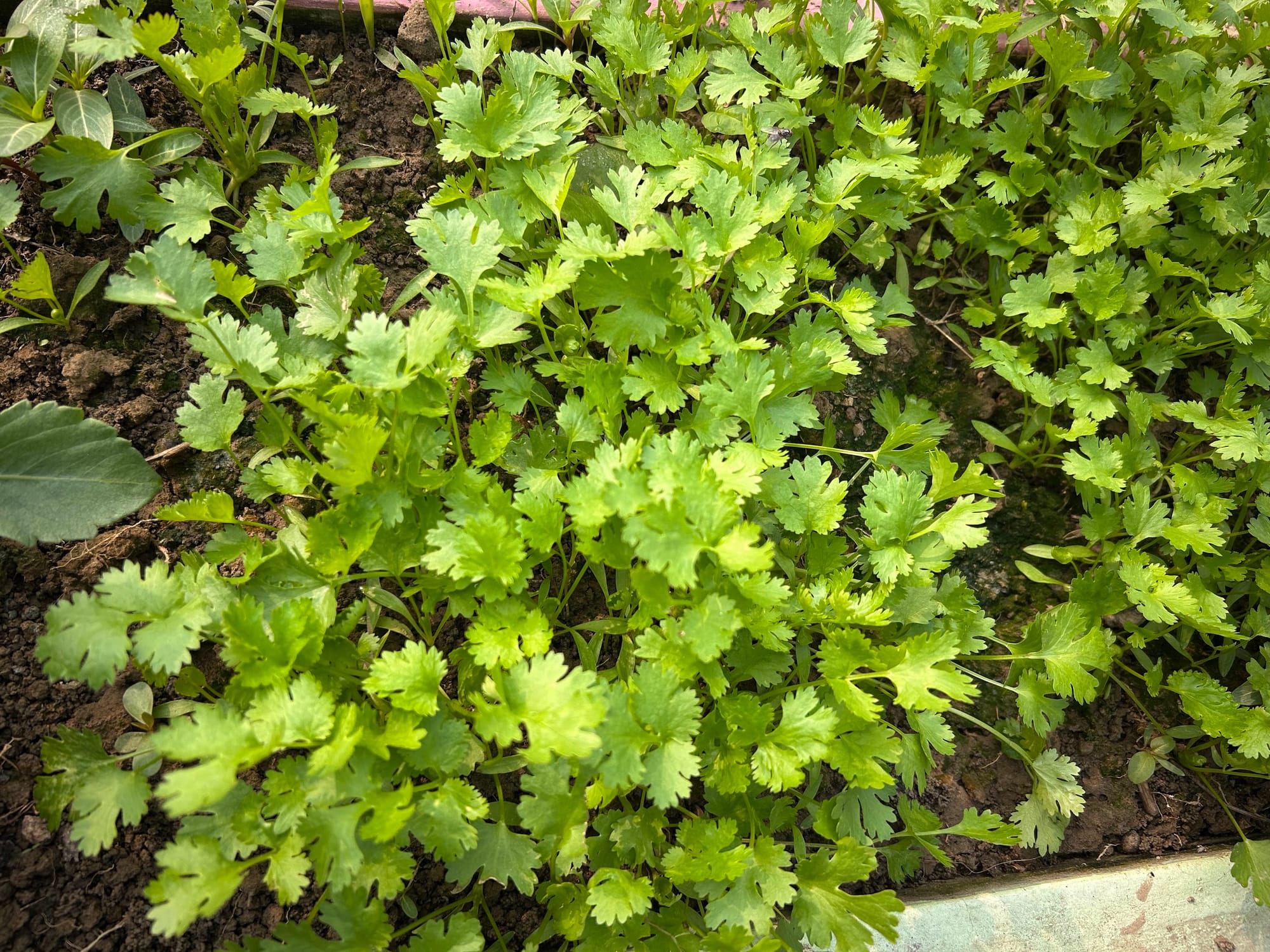 Coriander