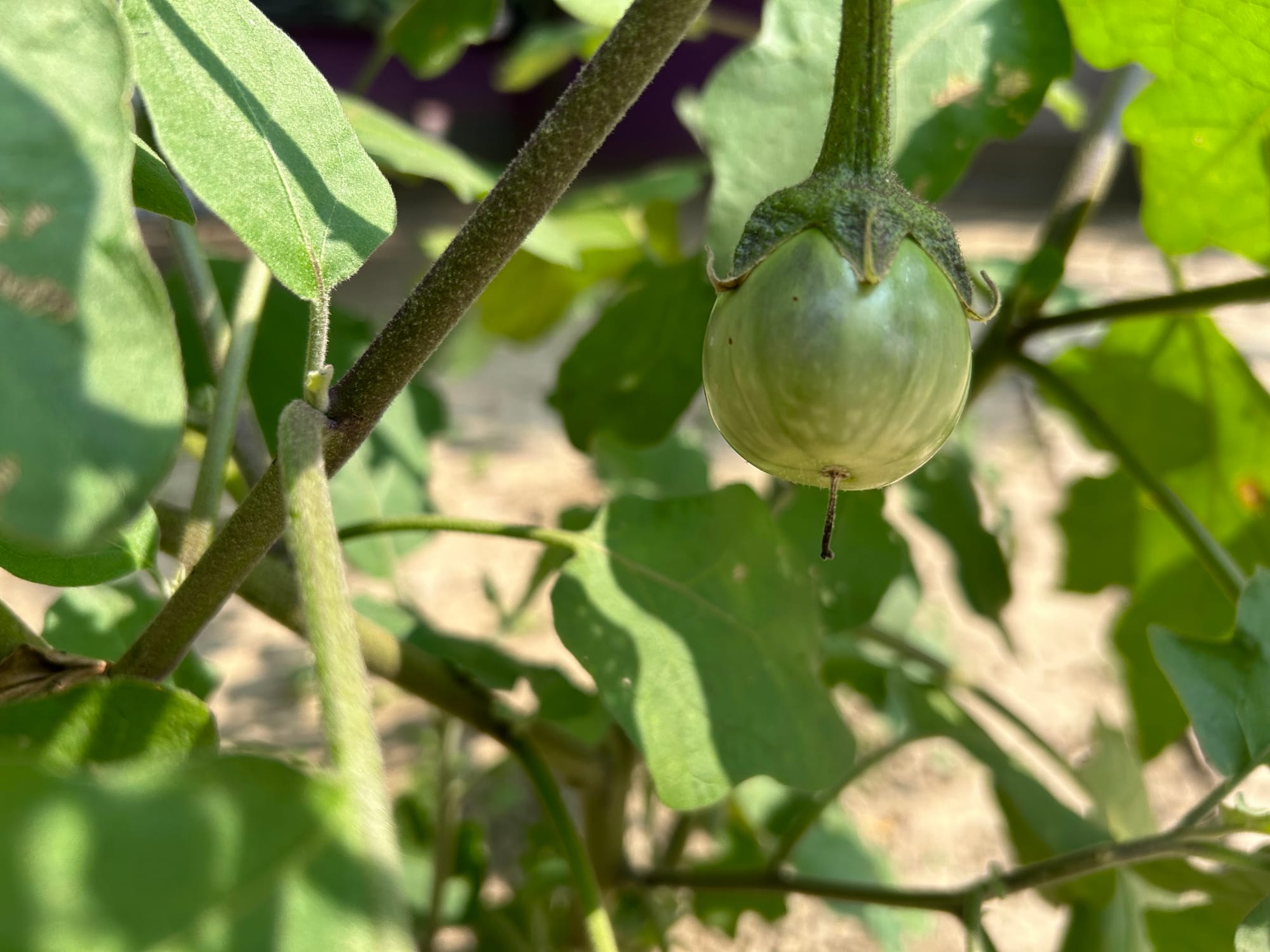 Eggplant