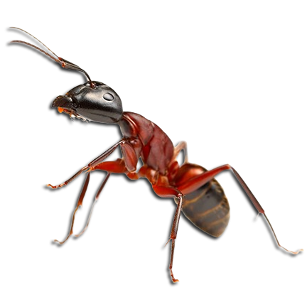 Fire ant