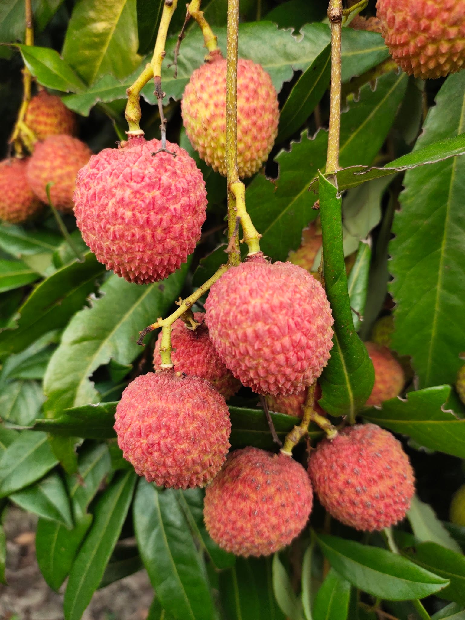 Lychee fruit tree