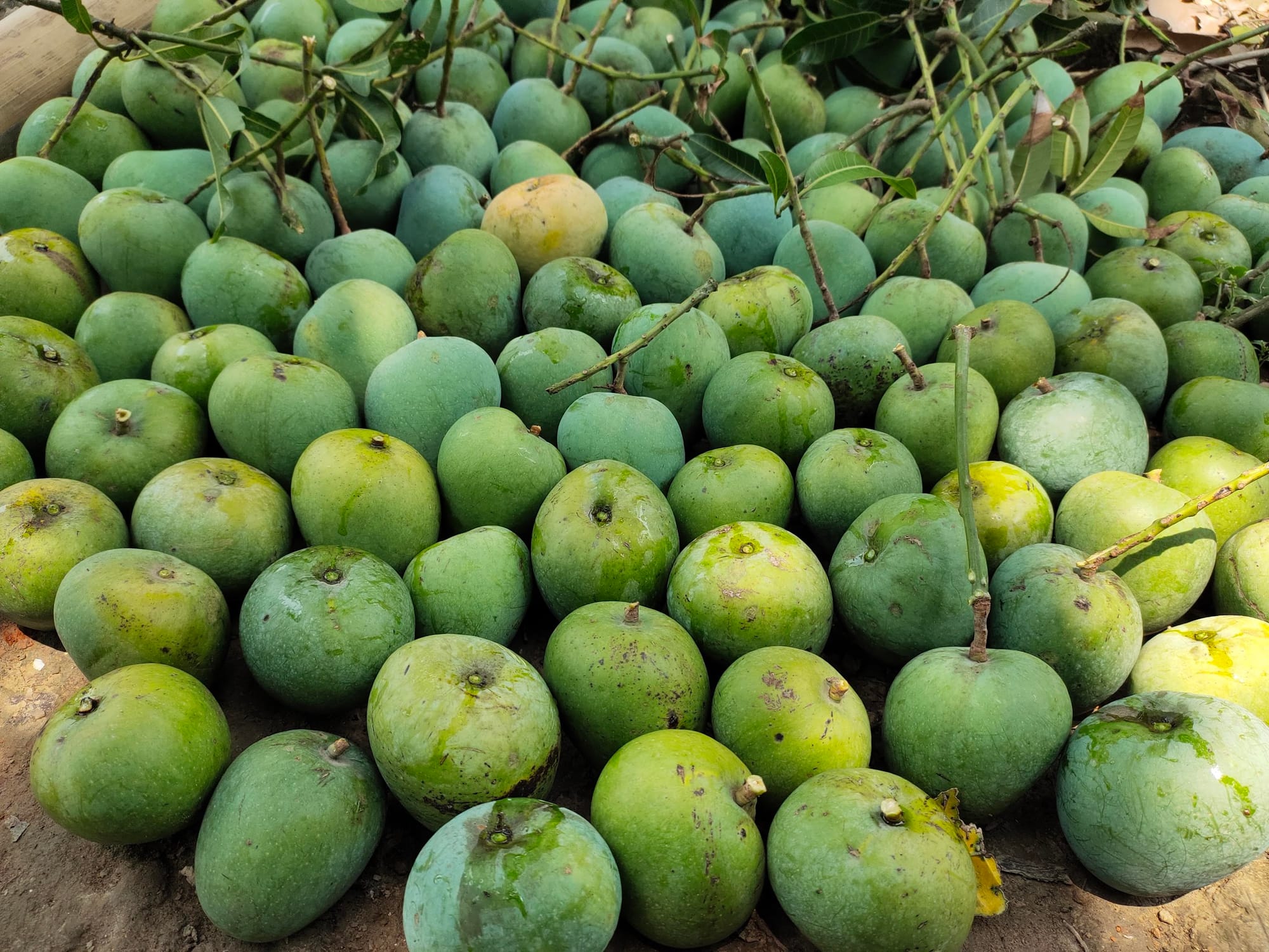 Mangoes in Florida