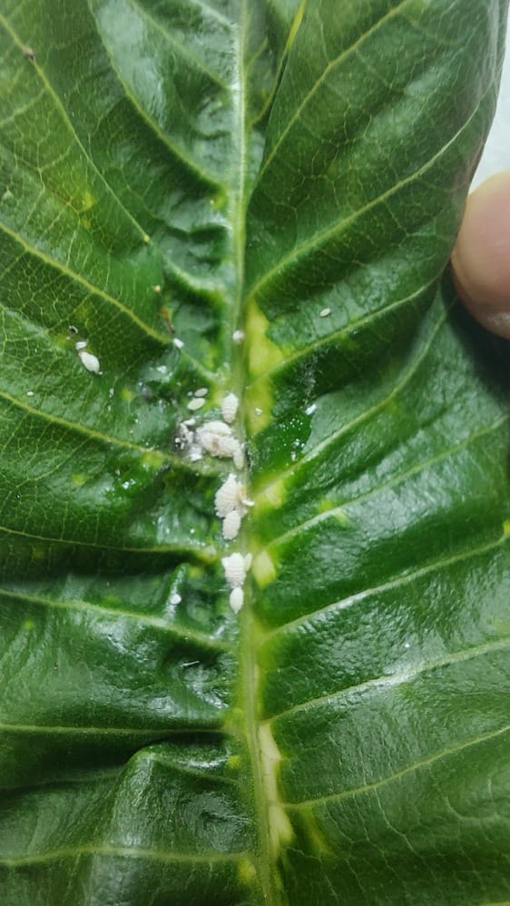 Mealybugs