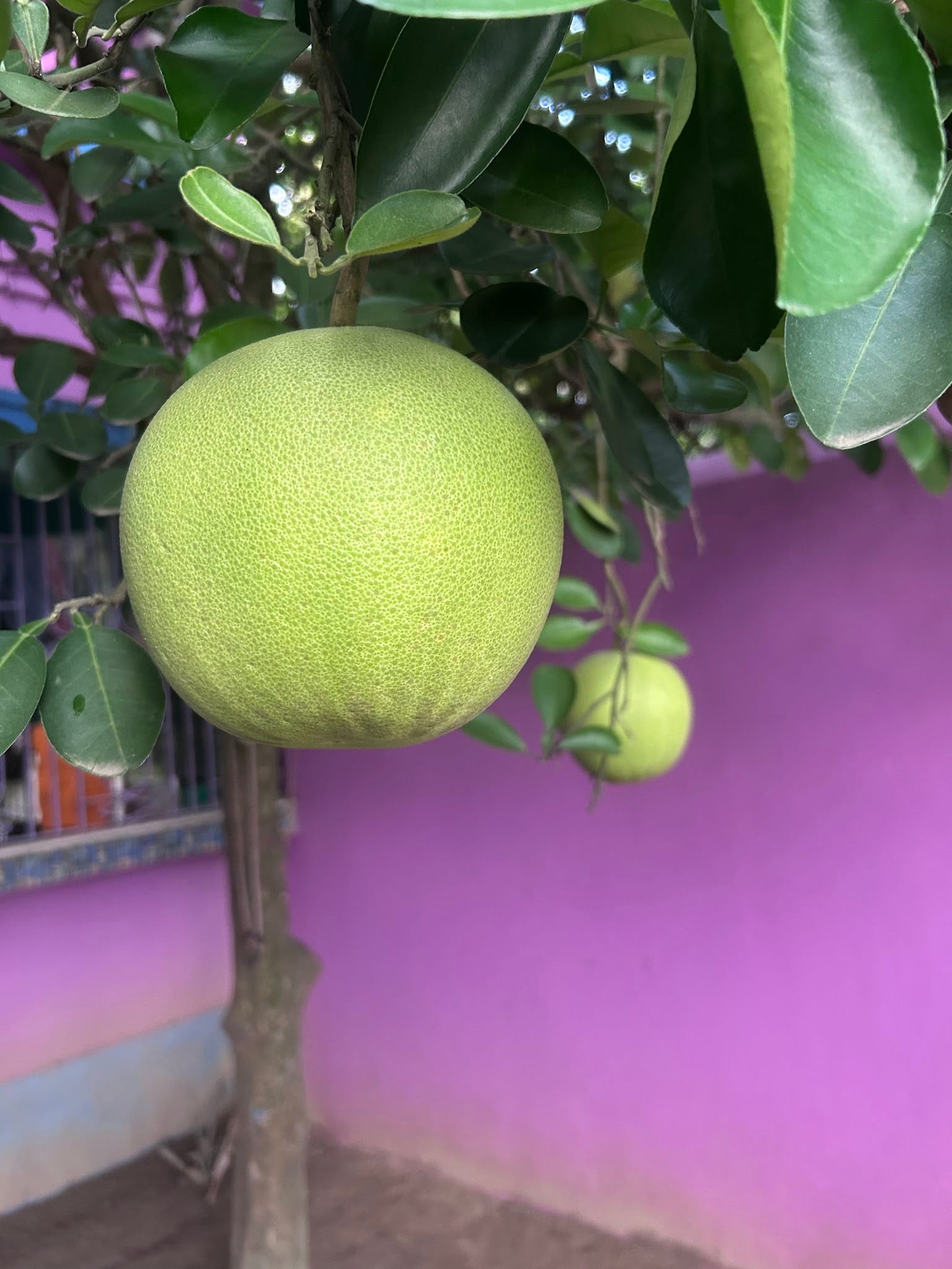 Pomelo