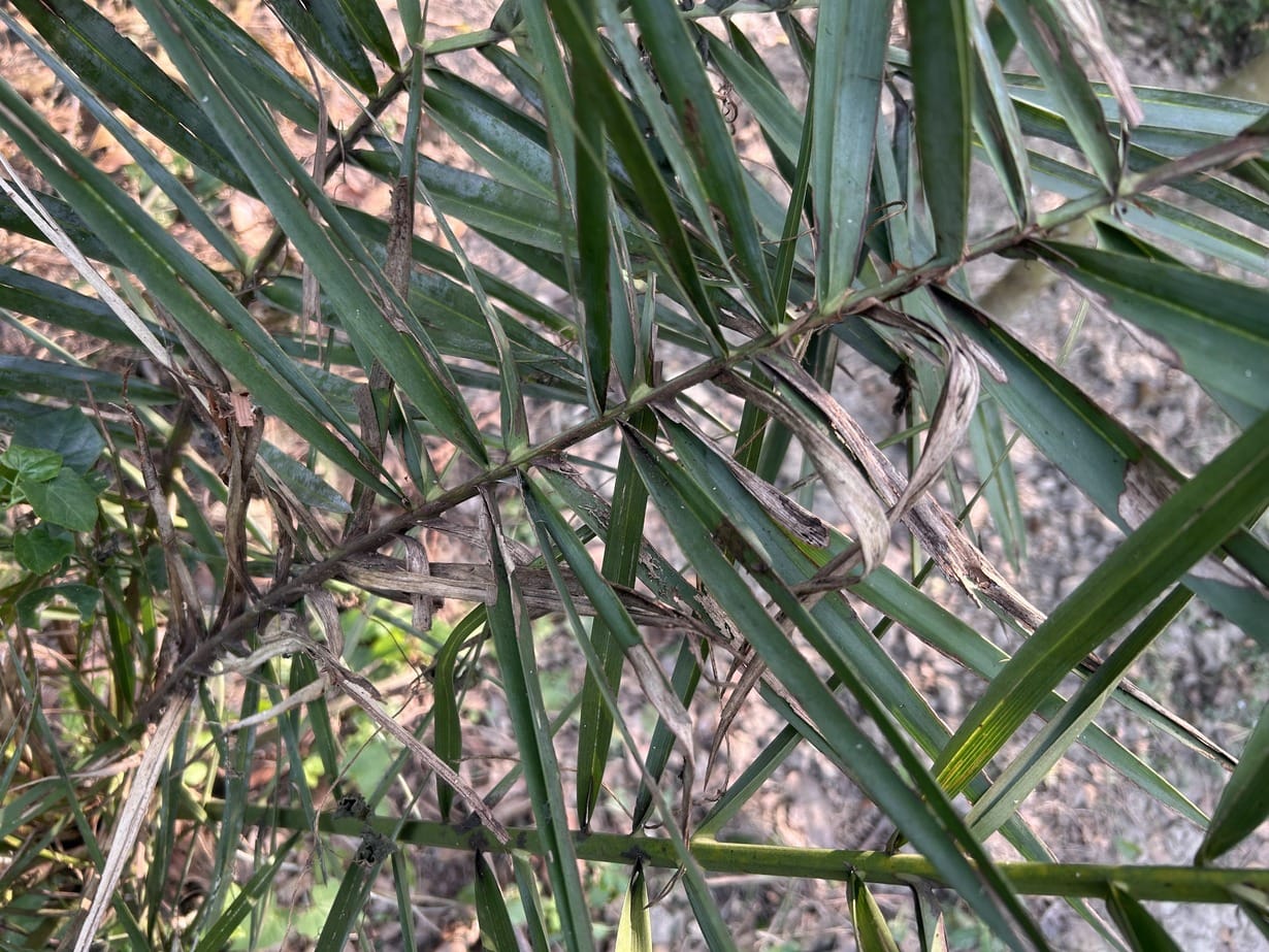 pygmy date palm leaves turning brown