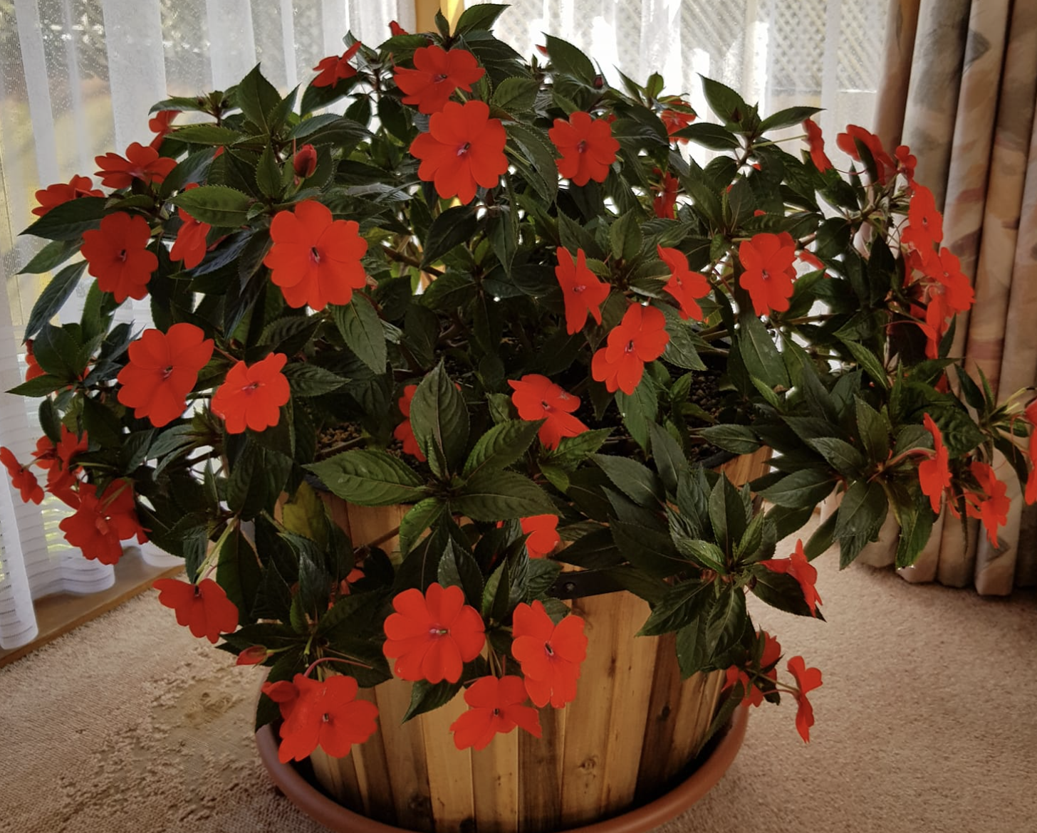 Red SunPatiens