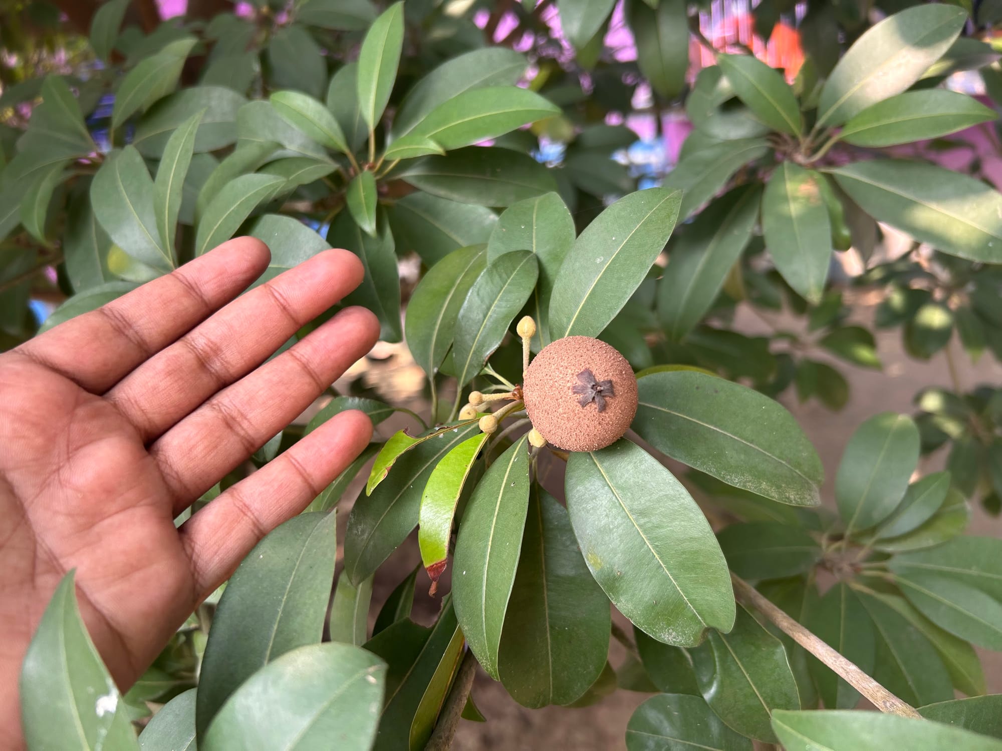 Sapodilla (Manilkara zapota)