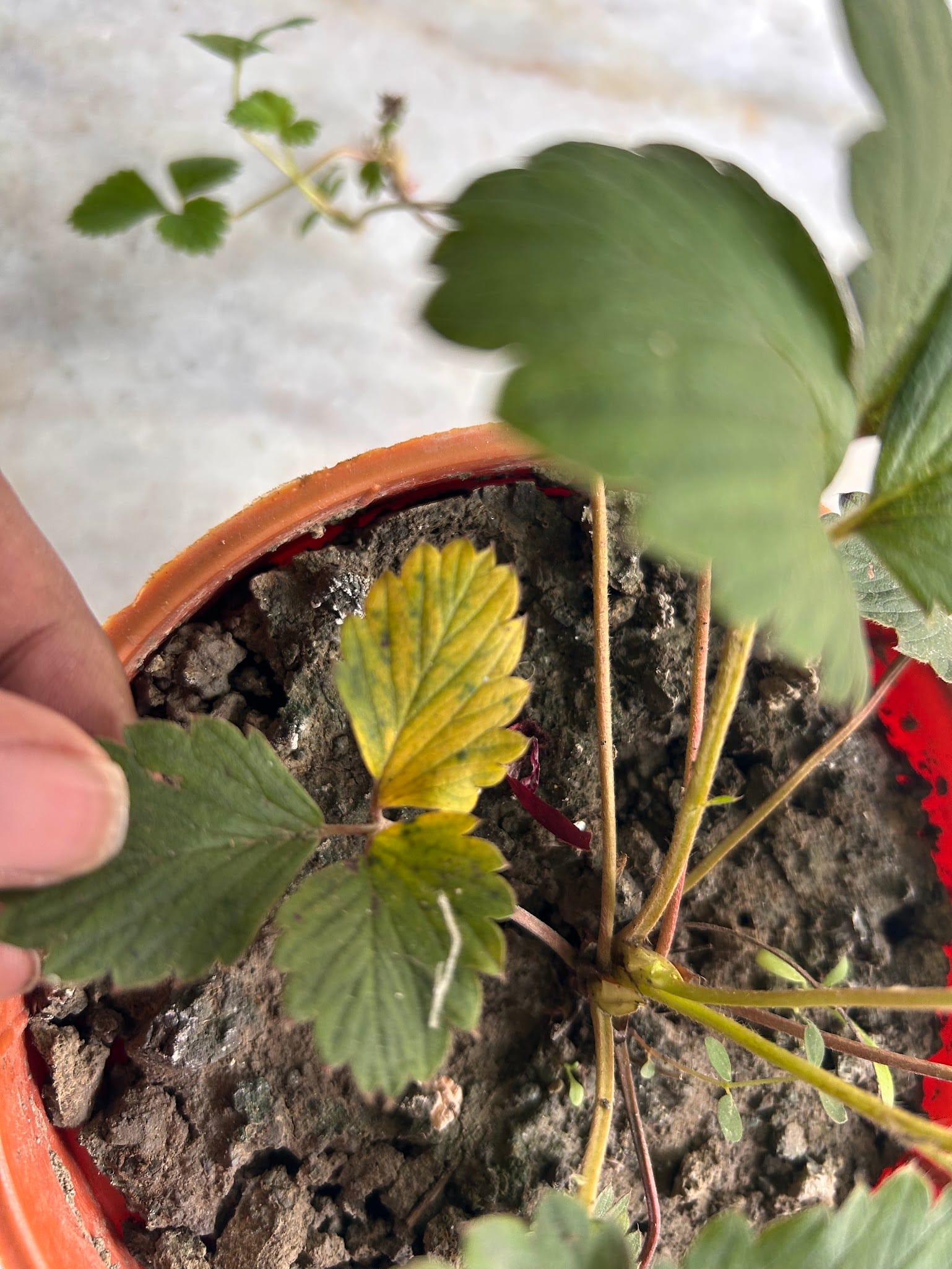 strawberry leaves turning yellow