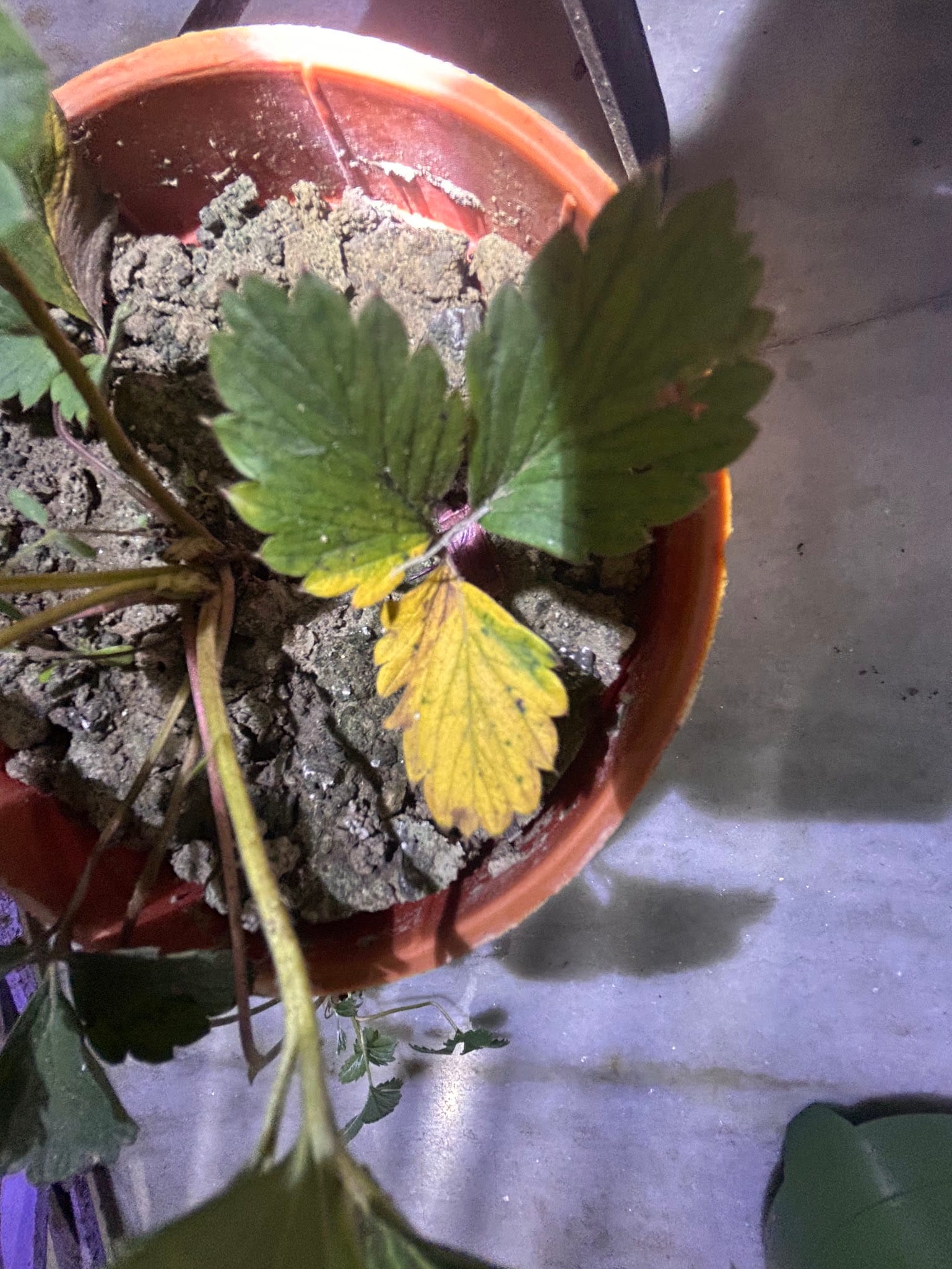 Strawberry Leaves Turning Yellow