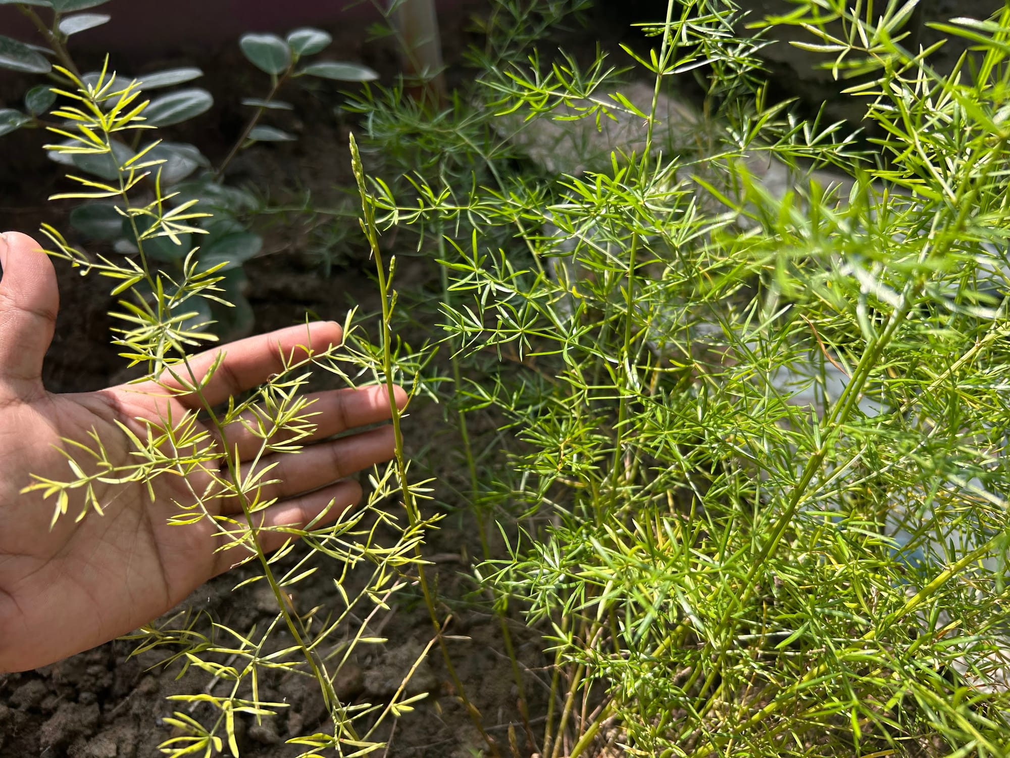 When to trim back Asparagus