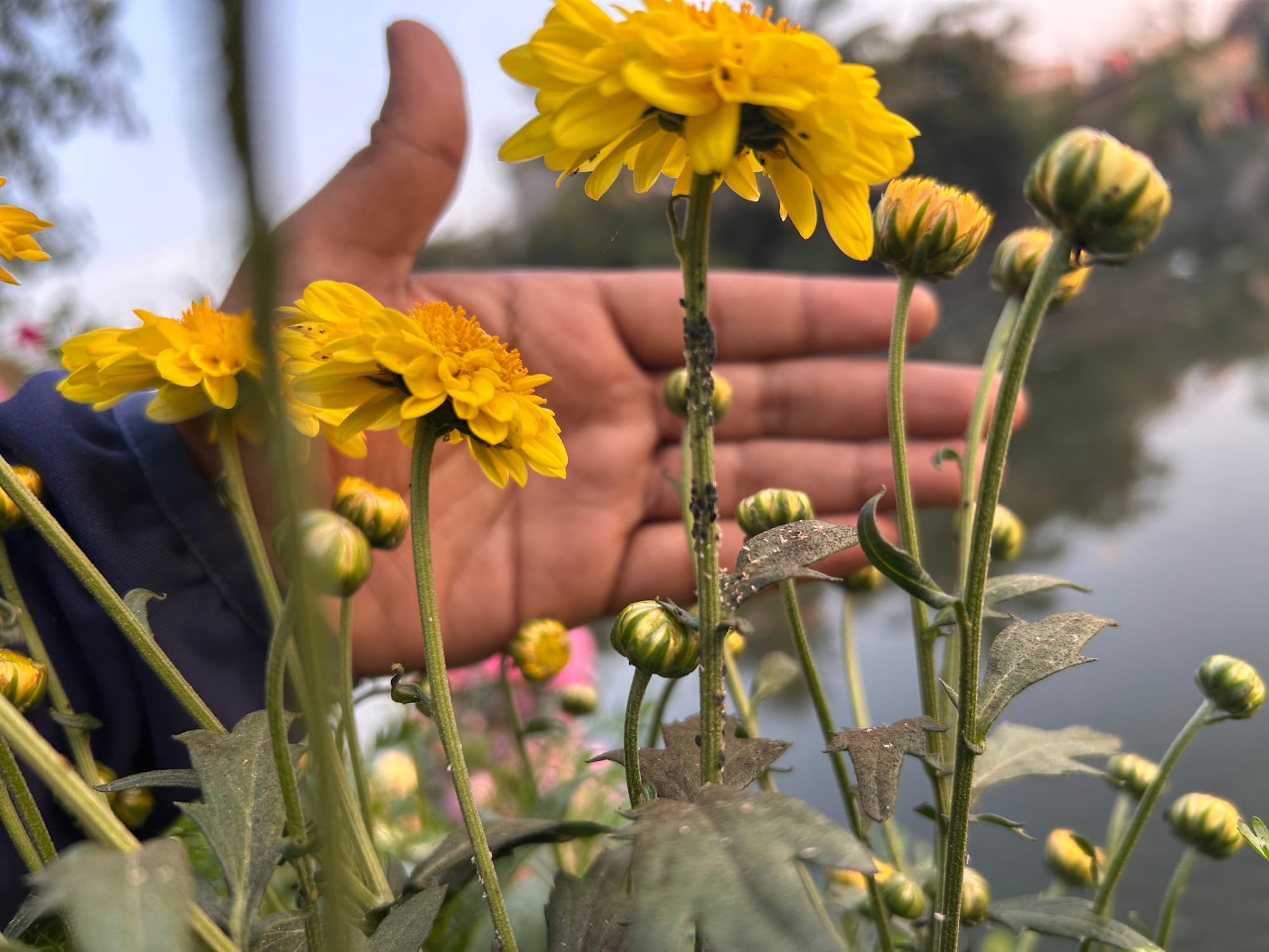 Aphids on Chrysanthemum