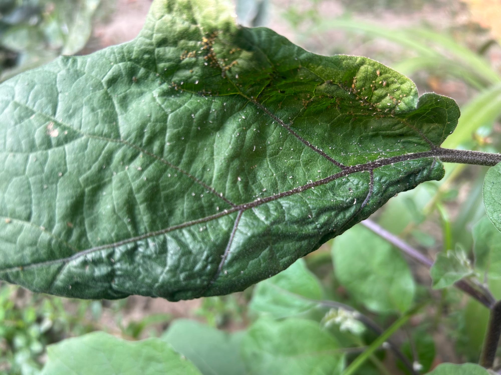 Aphids on eggplant