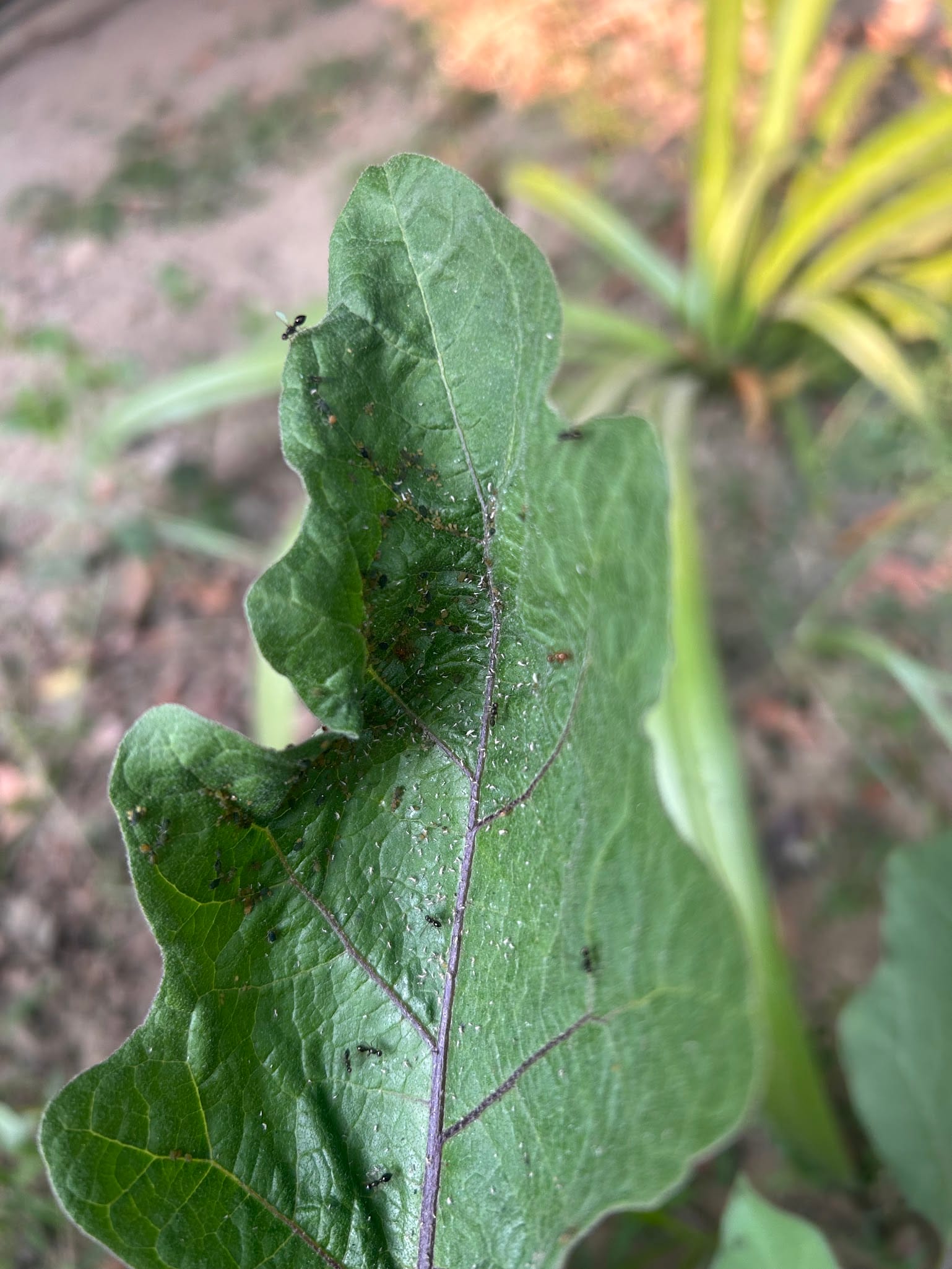 Aphids on eggplant leaf