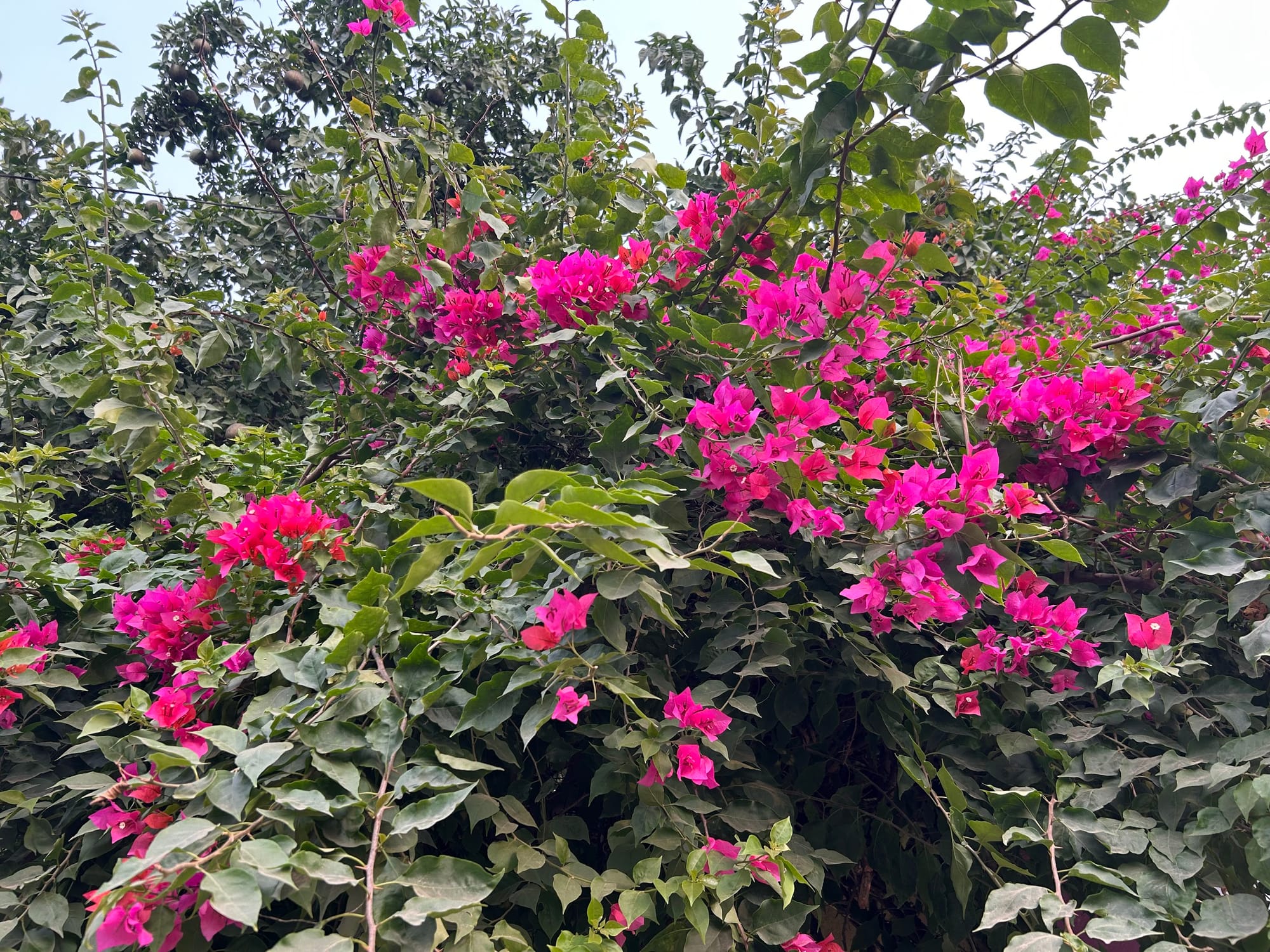 Bougainvillea