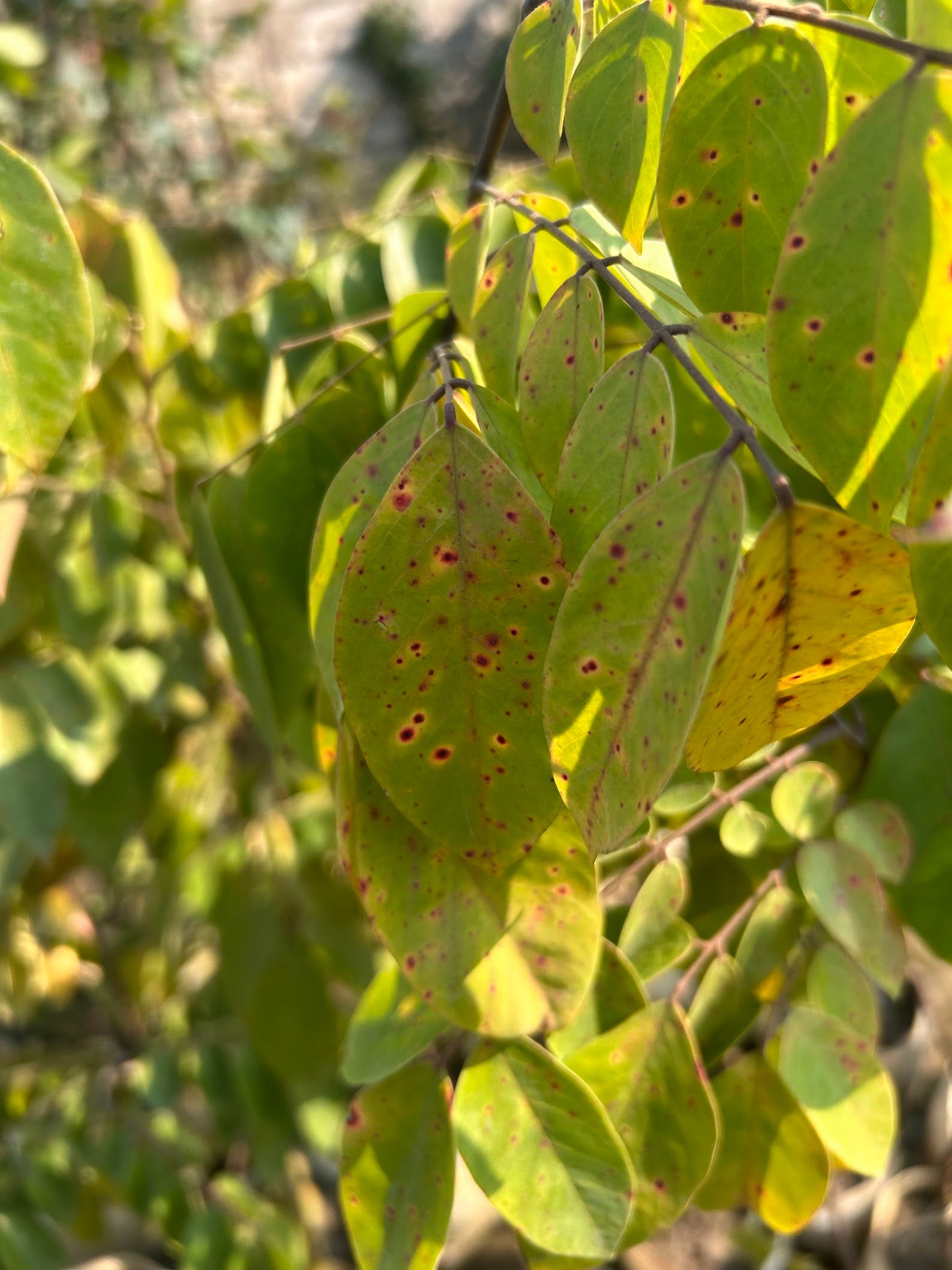 Brown Spots on Star Fruit Leaves