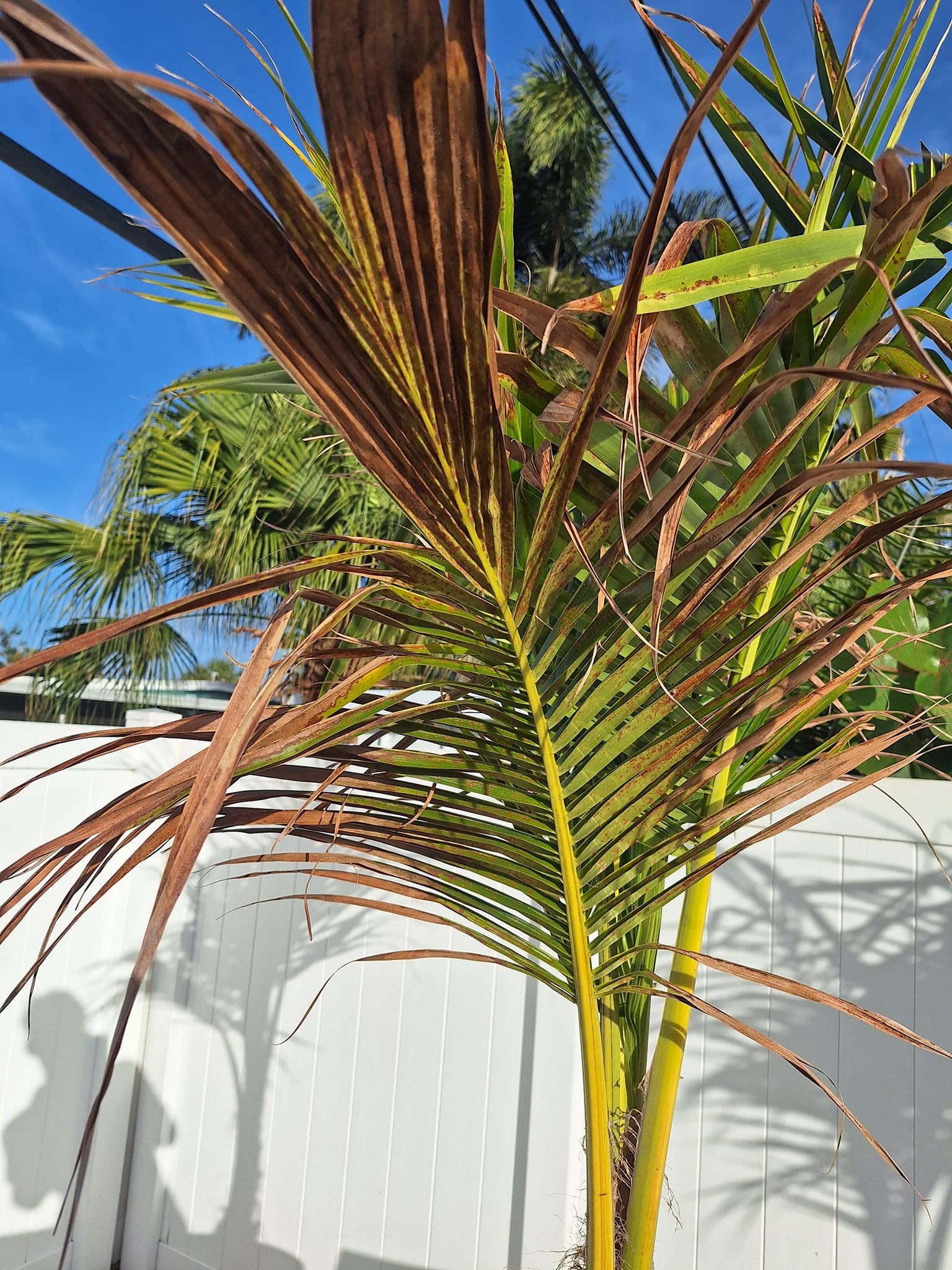 Coconut Palm Brown Leaves