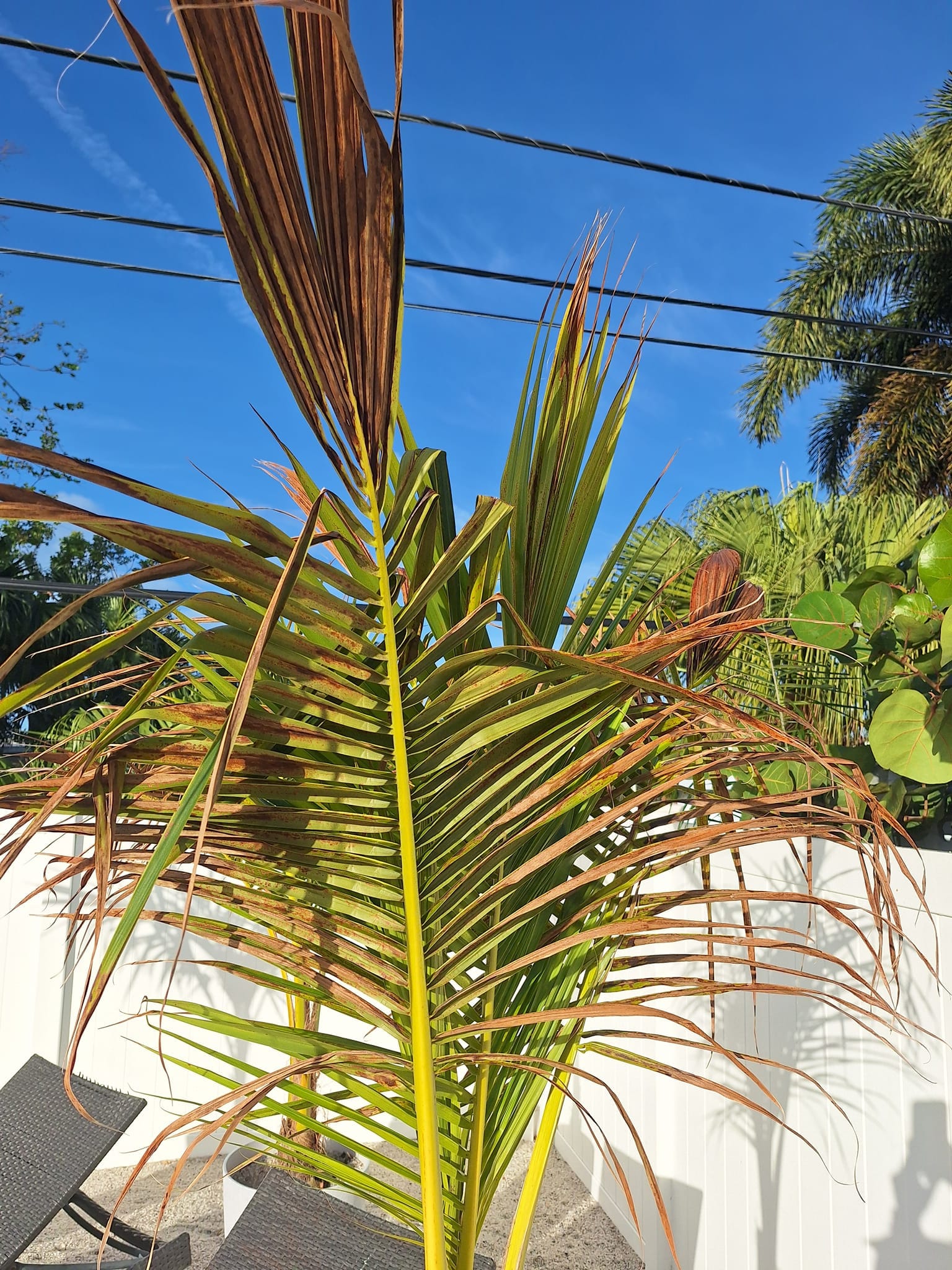 coconut palm fronds turning brown