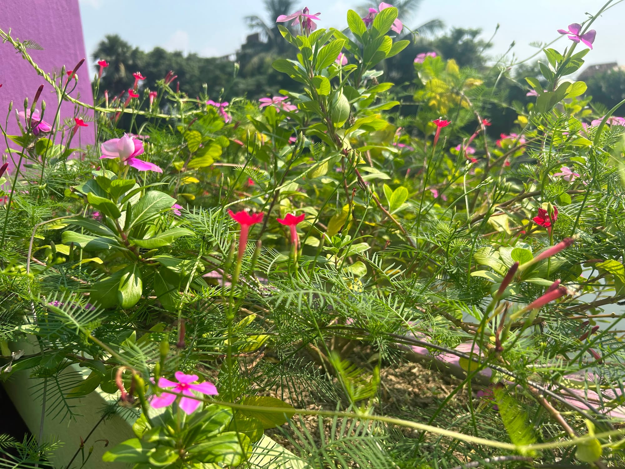 Cypress vine - Invasive