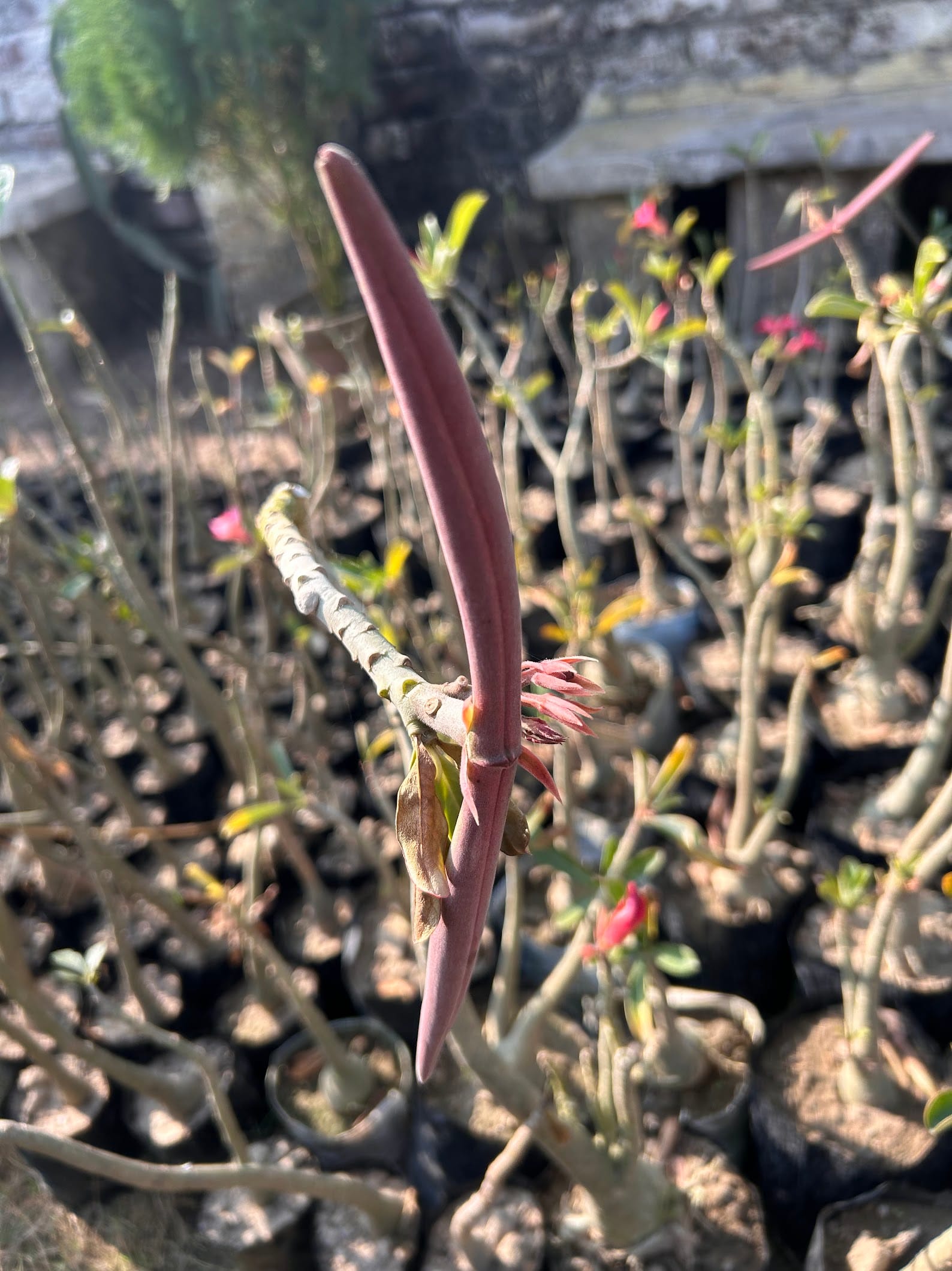 Desert rose seed pod