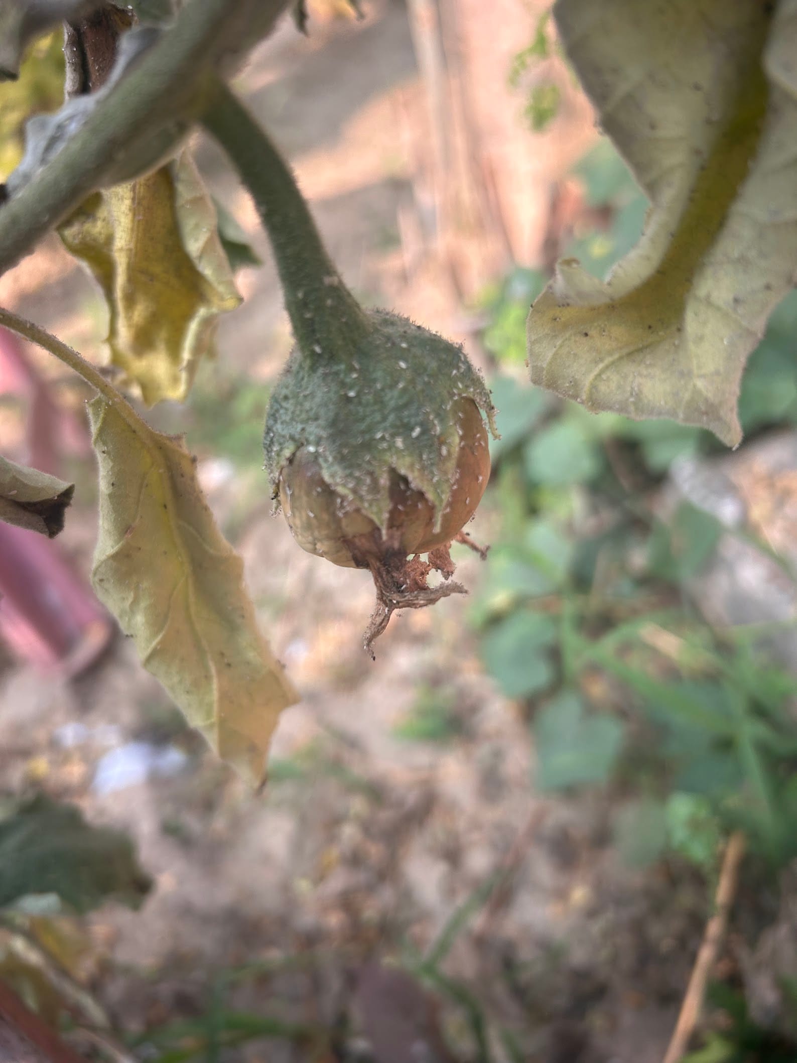 eggplant aphids