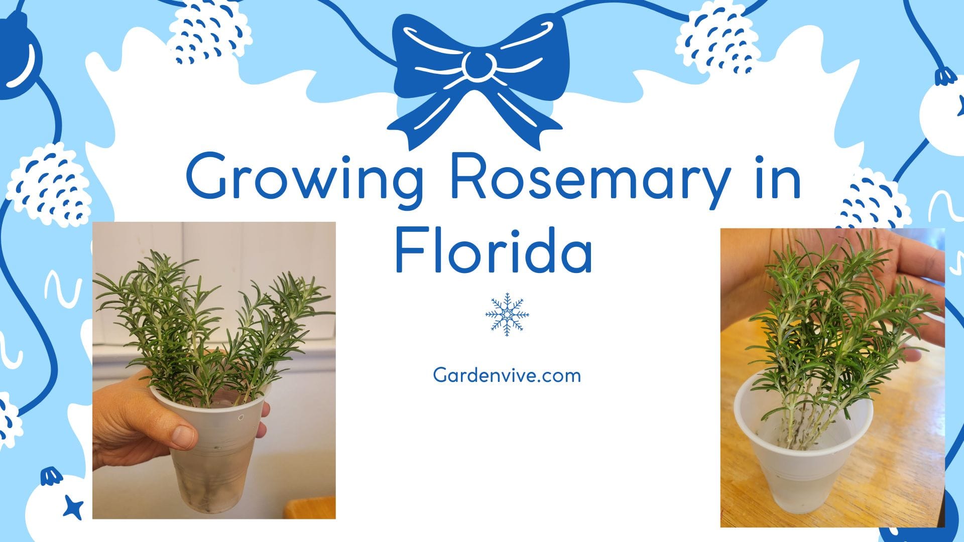 How to grow rosemary in Florida