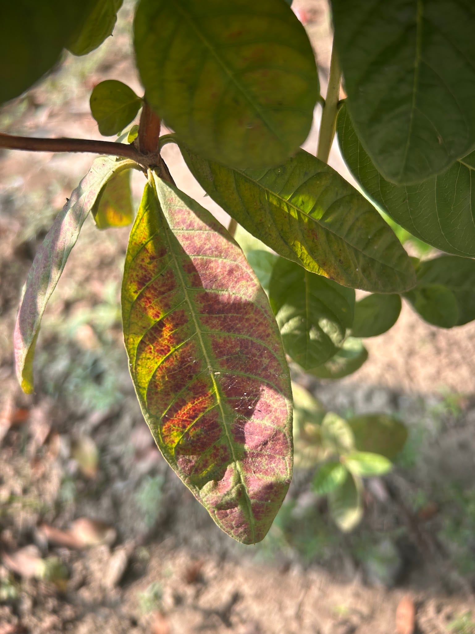 Purple Guava leaf