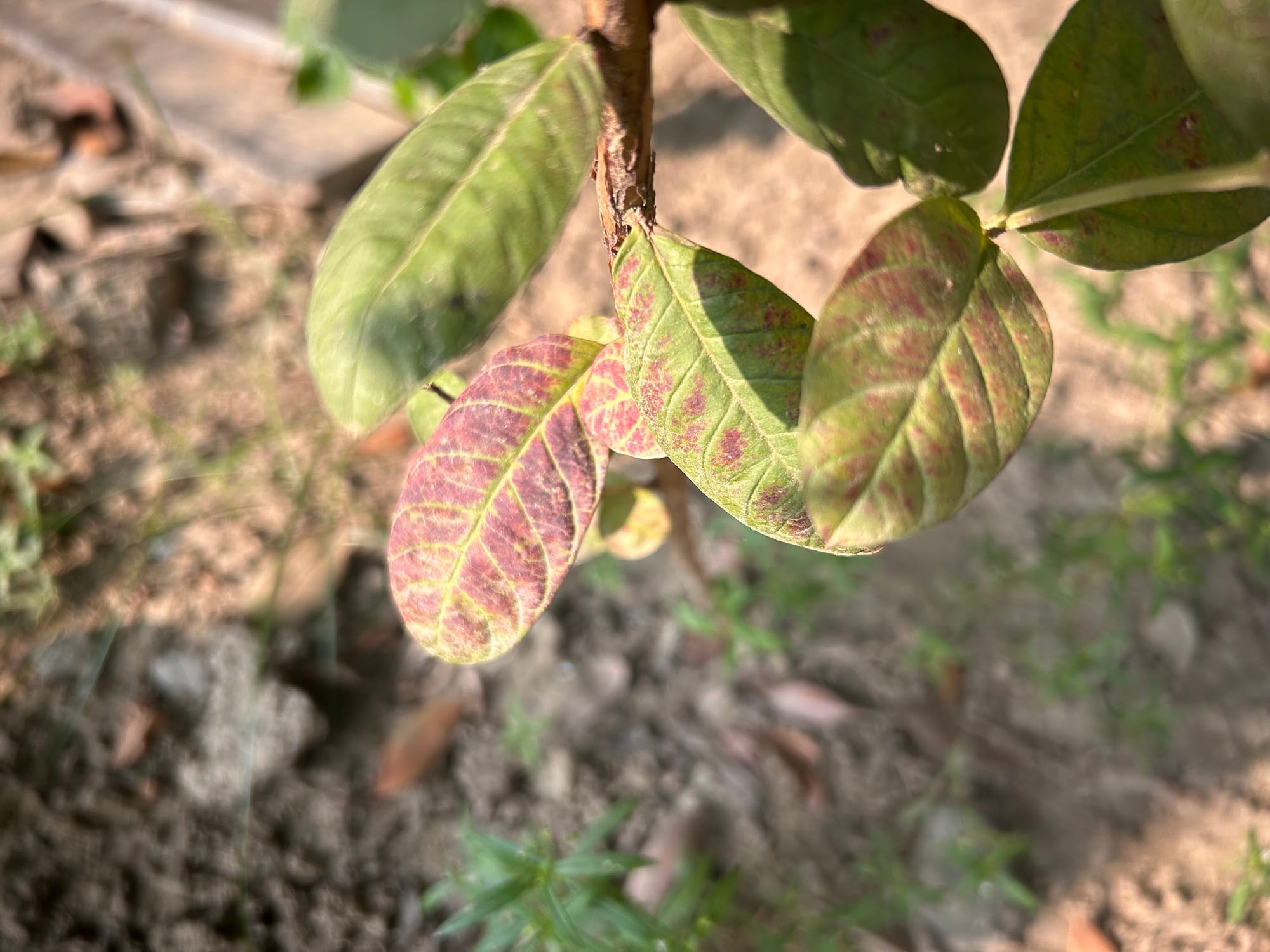 Guava Leaves Turning Purple