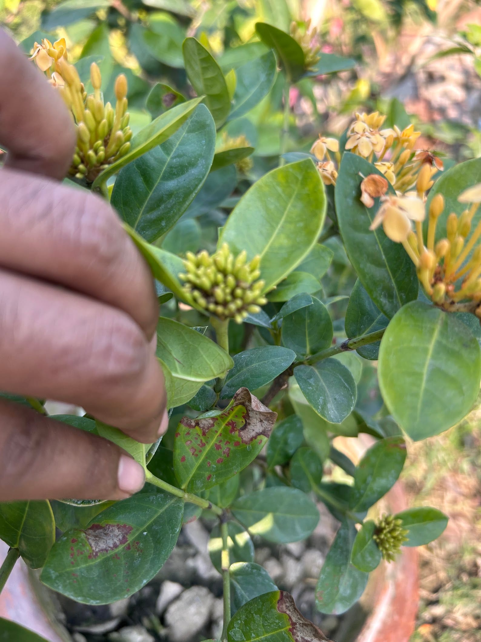 Ixora brown leaves