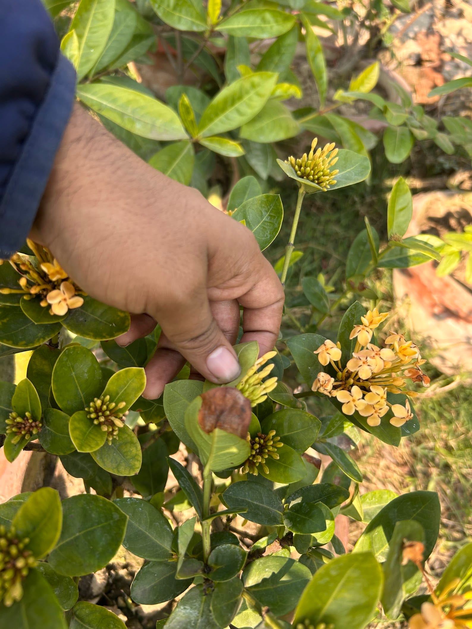 Ixora plant leaf tip brown