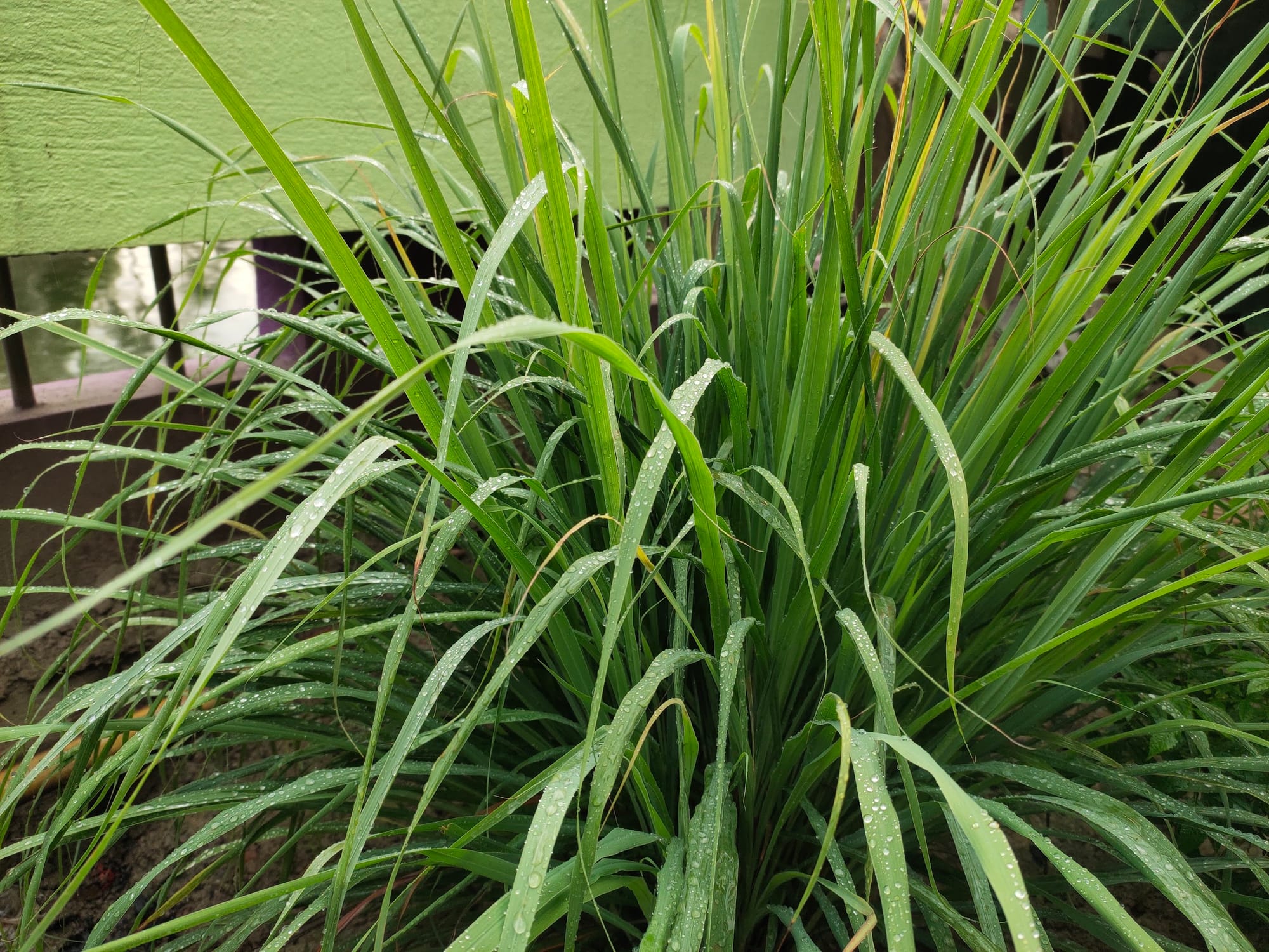 Lemongrass