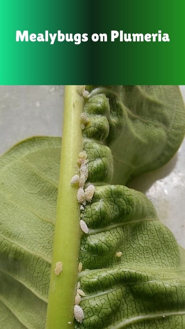 Mealybugs on Plumeria Leaf