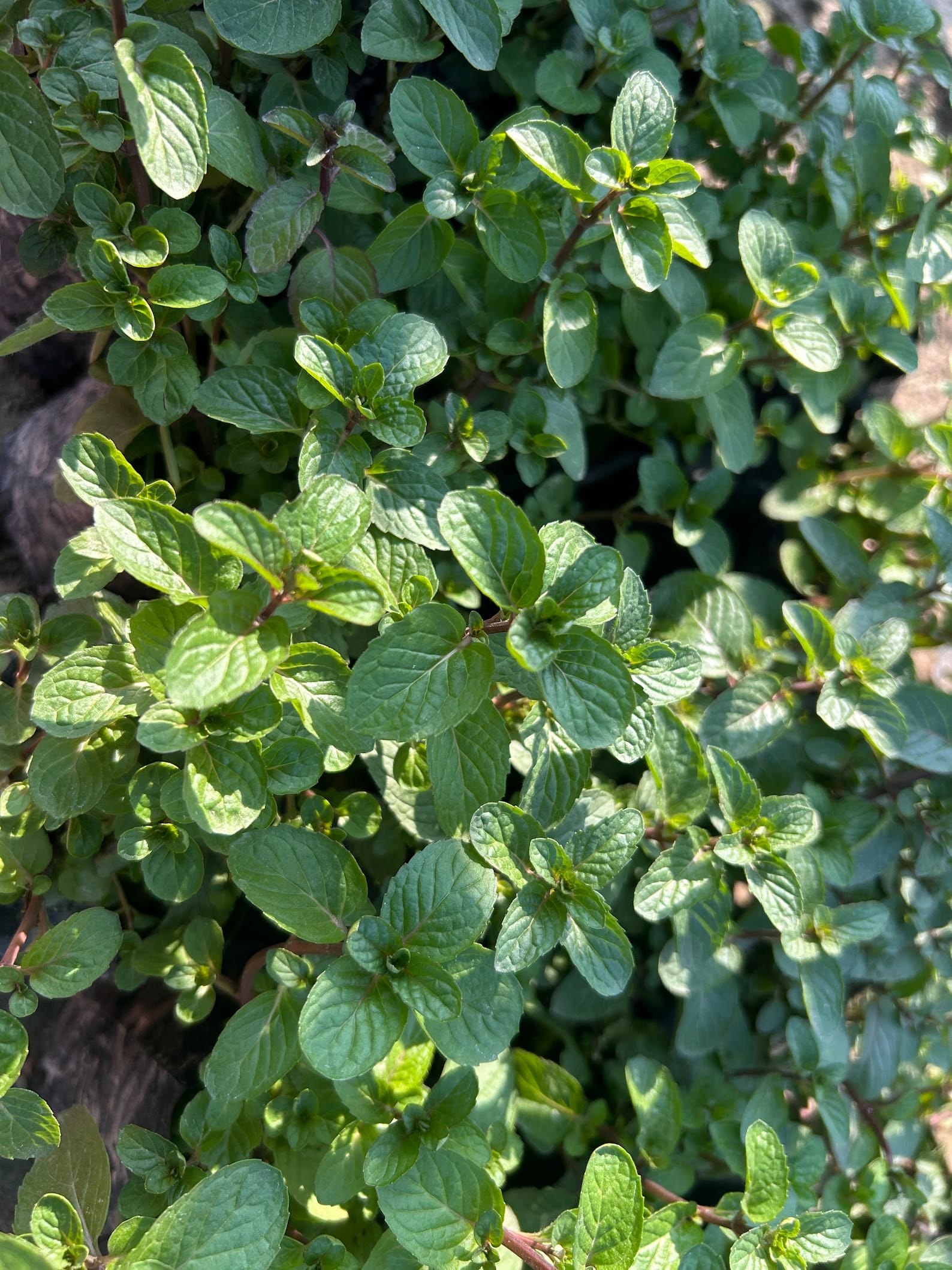 Mint - edible herb