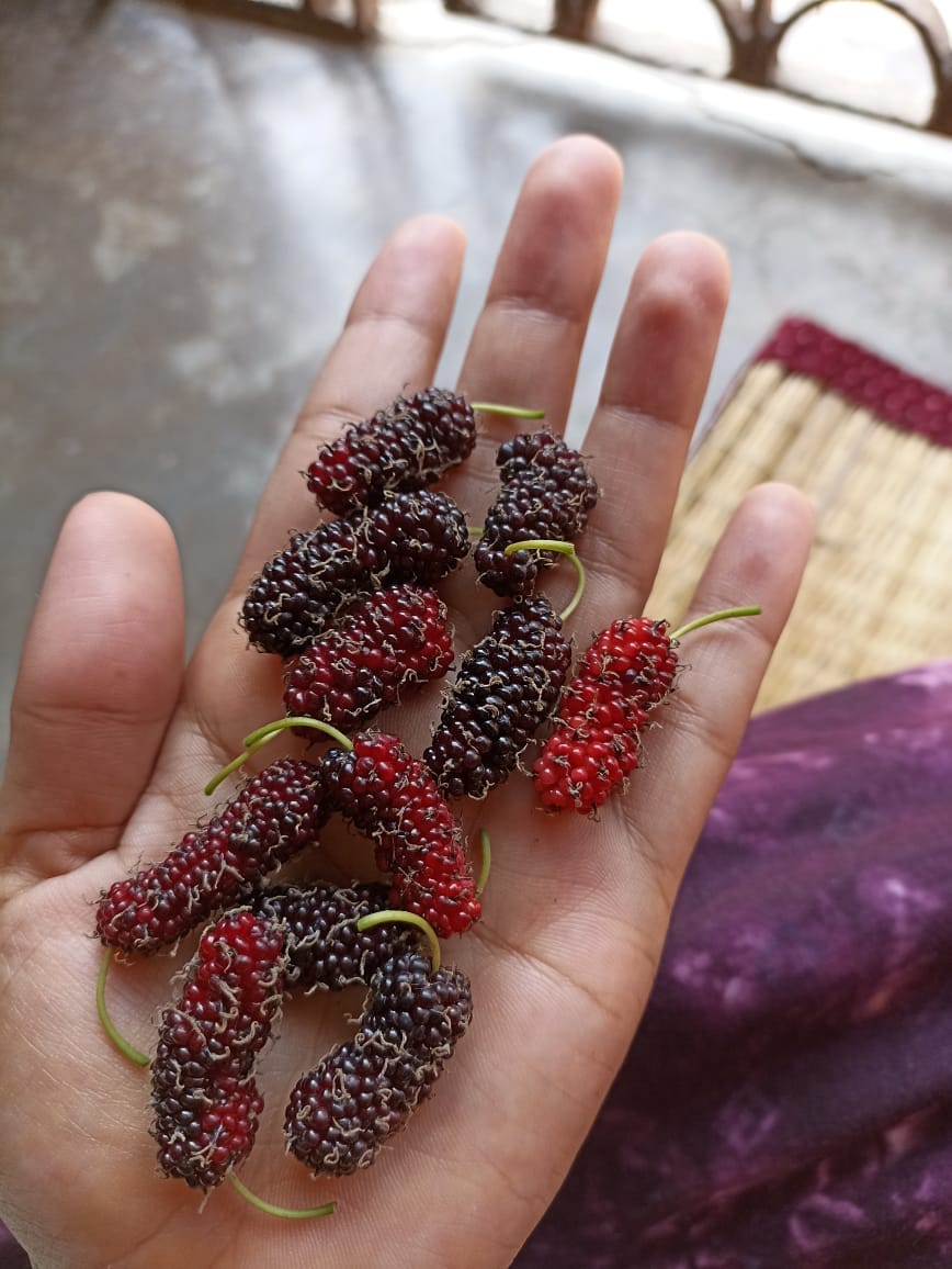 Mulberry fruits