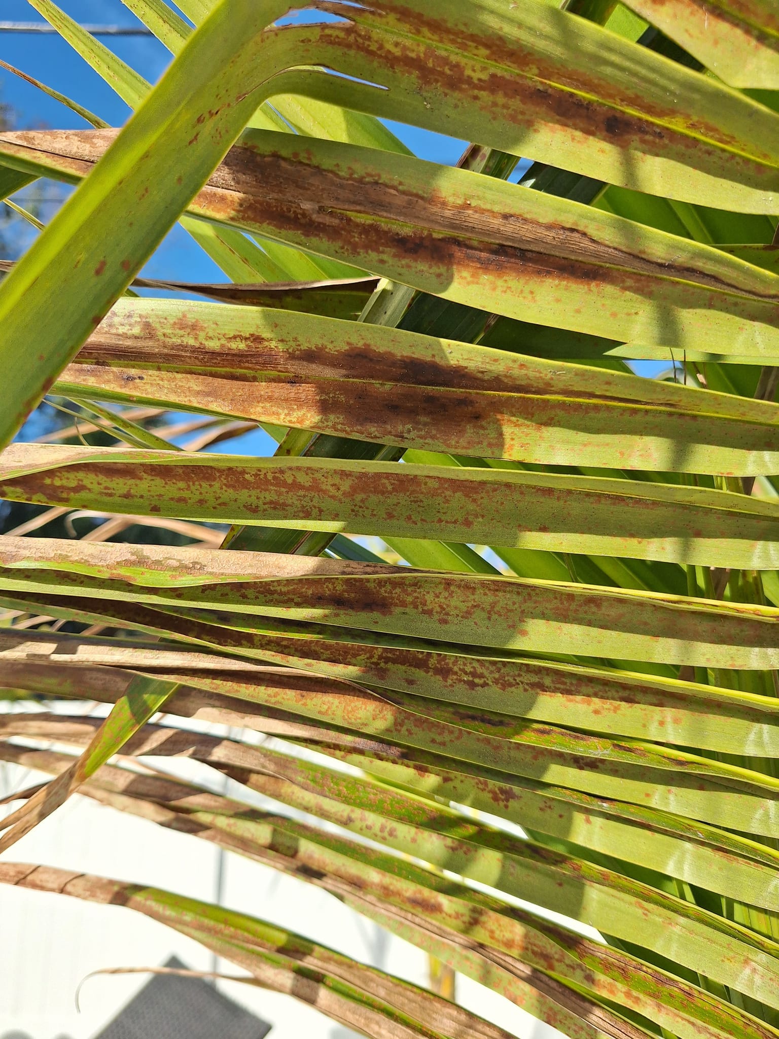 Coconut palm tree leaves brown