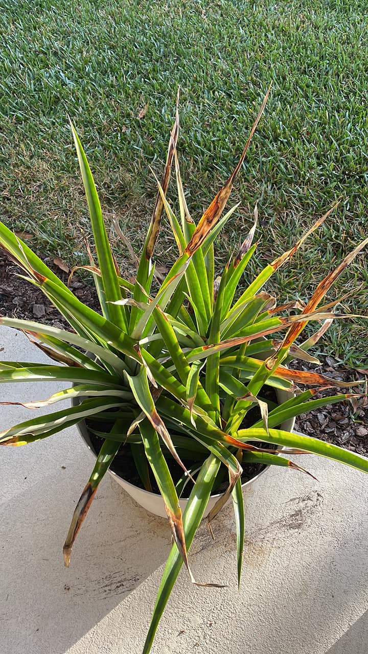 Pineapple leaves brown due to cold damage