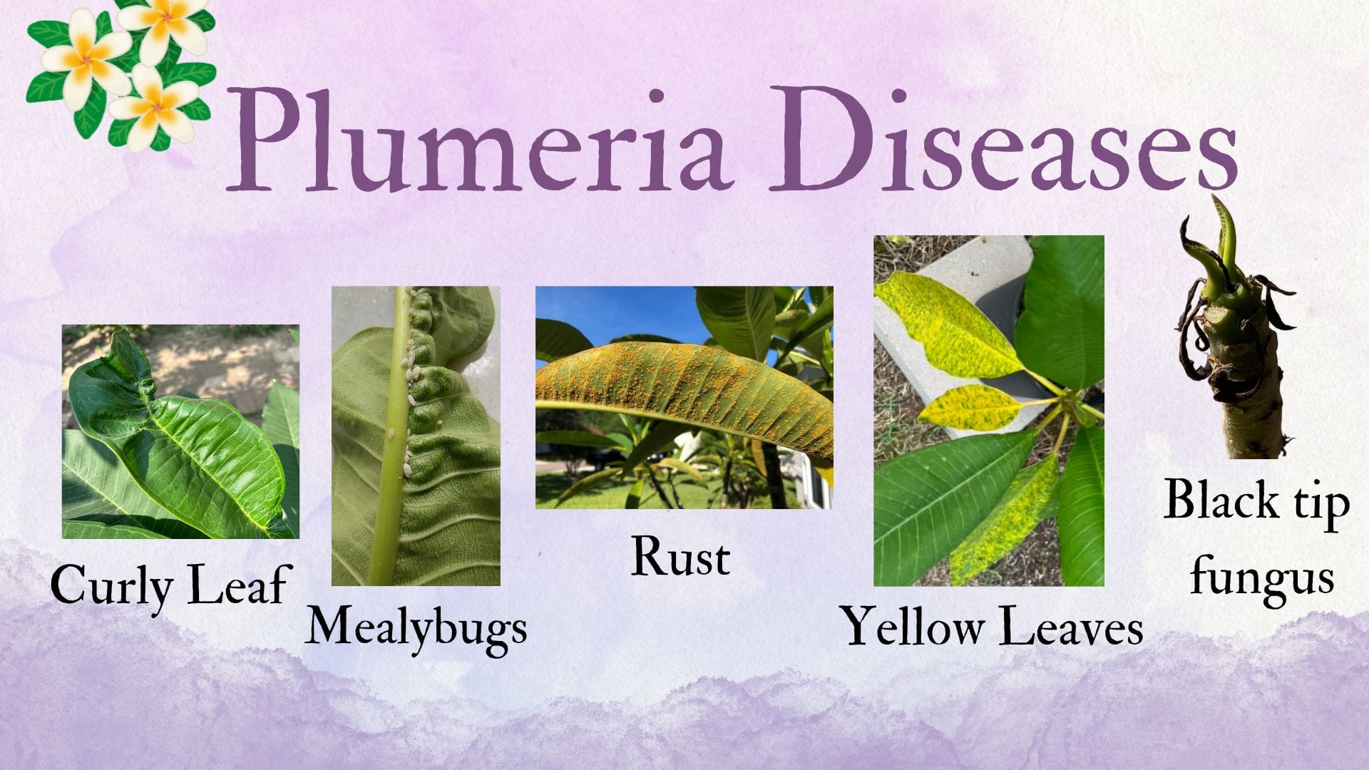 Plumeria Diseases