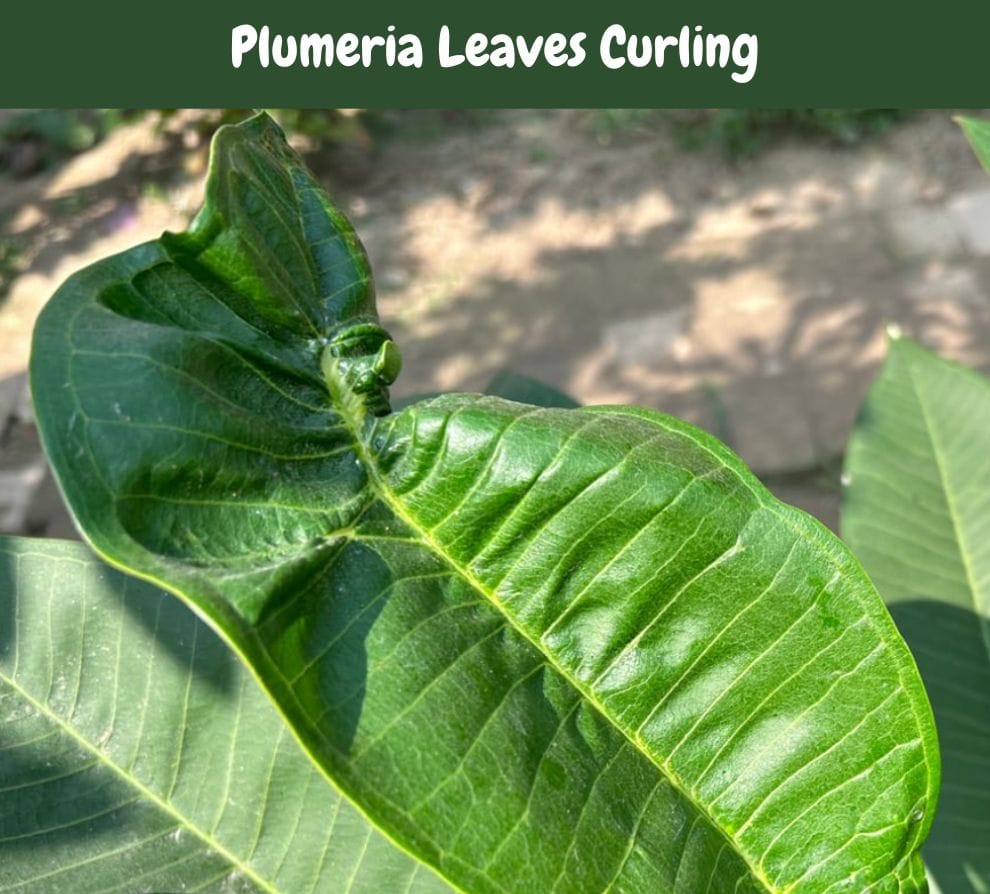 Plumeria Leaves Curling