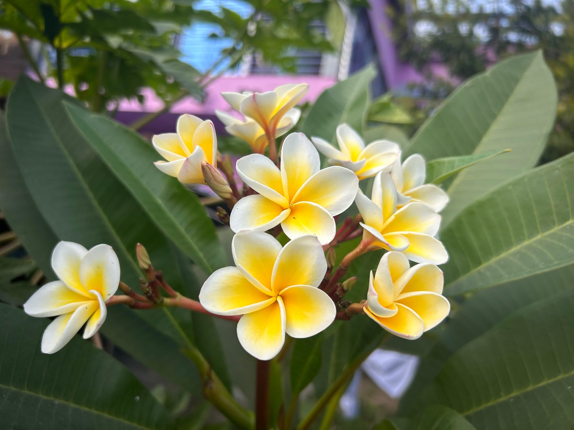 Plumeria Rubra 'Celadine'